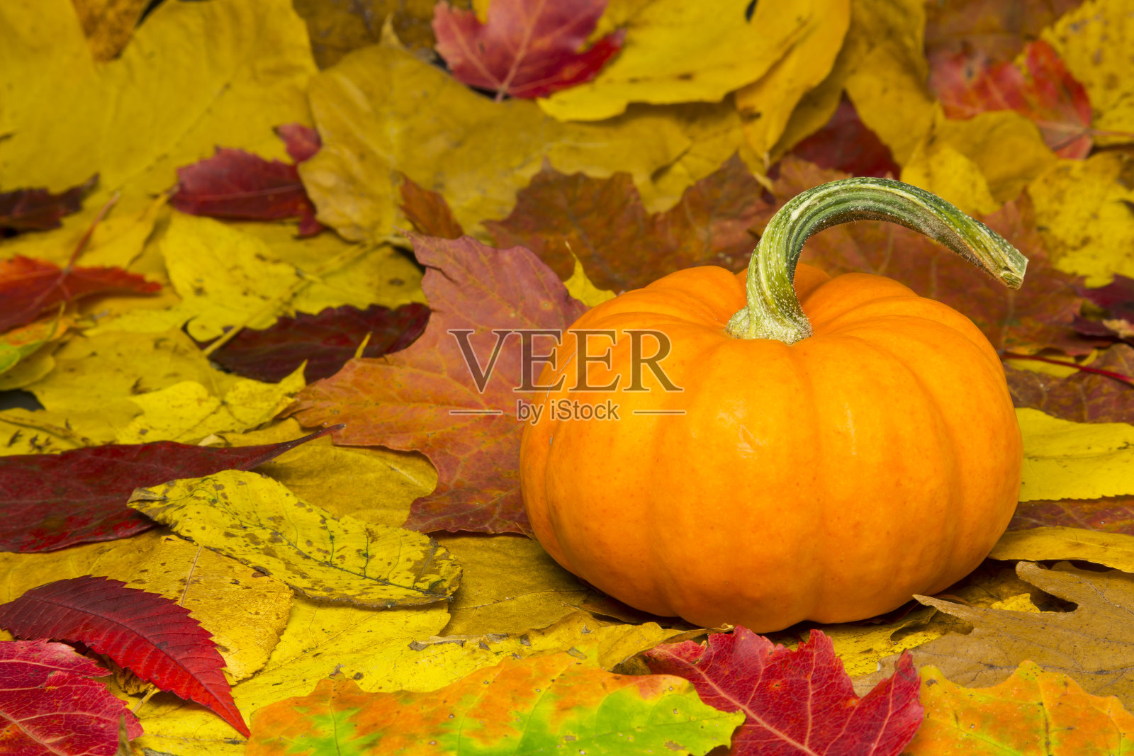 迷你南瓜照片摄影图片