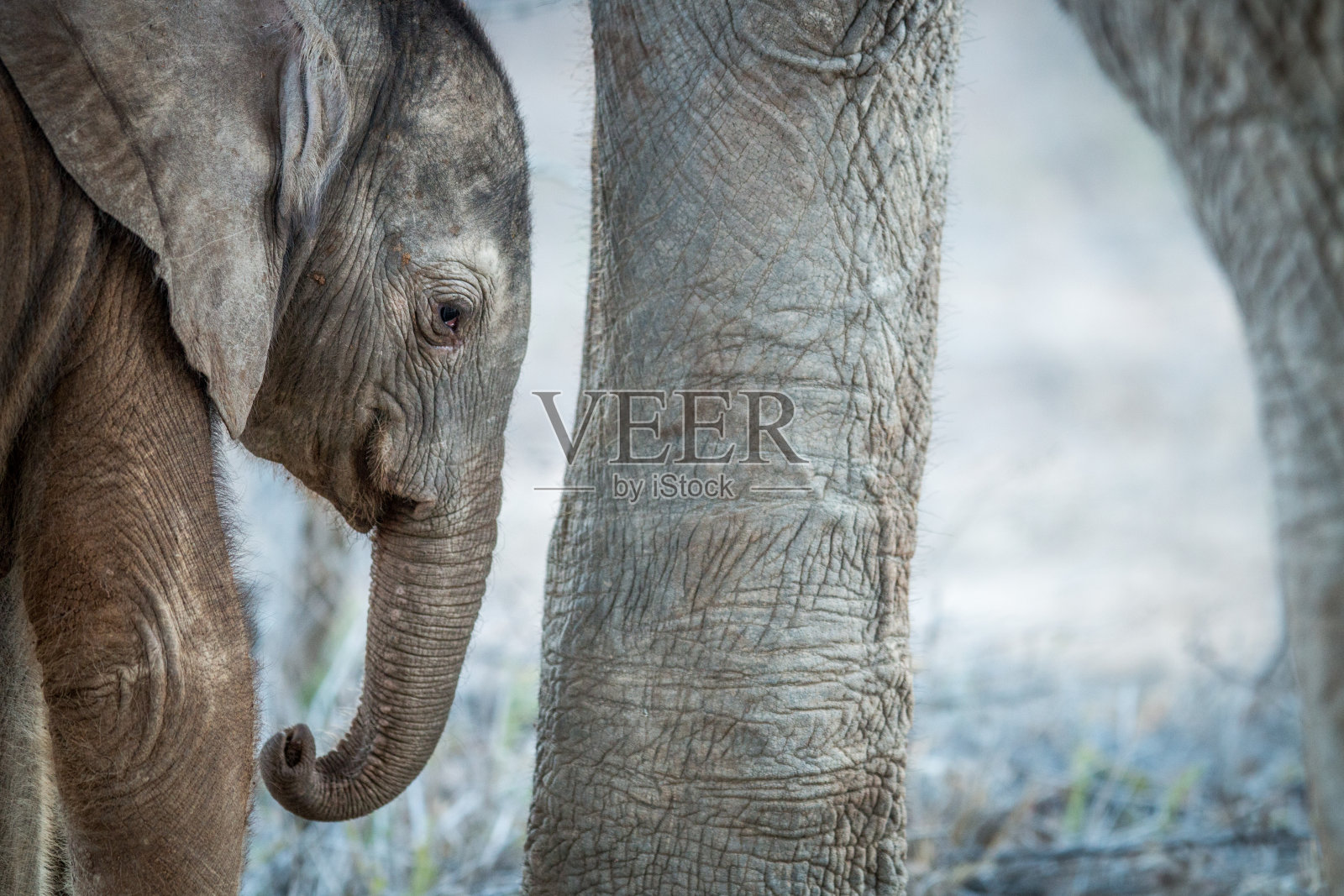 一只小象。照片摄影图片