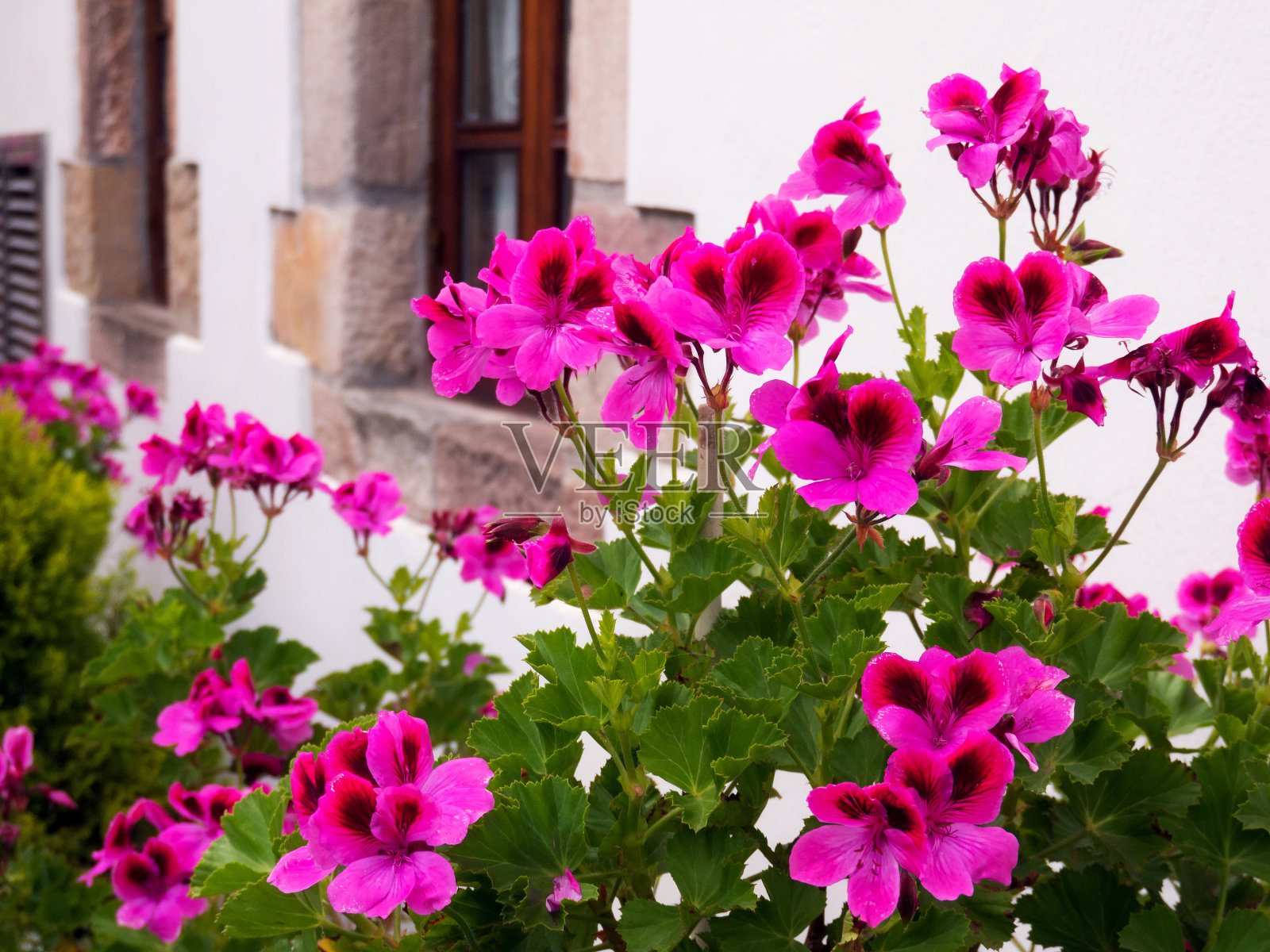 粉红色天竺葵属植物照片摄影图片