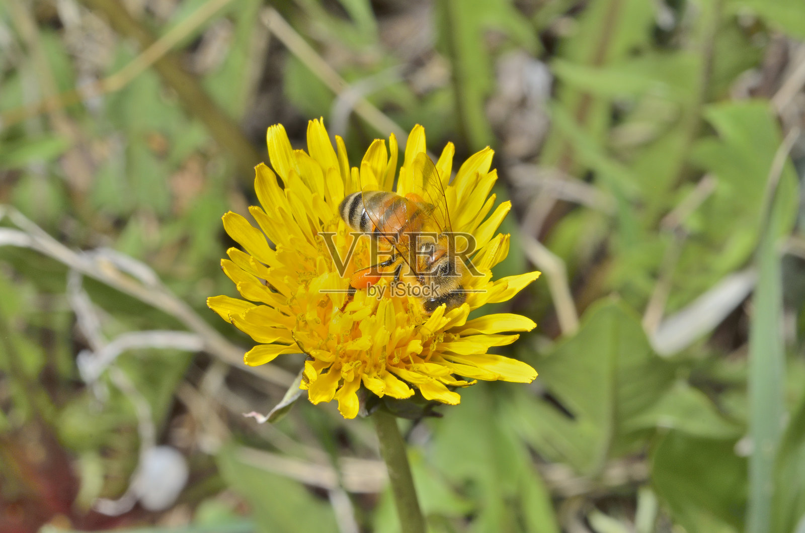 蜜蜂在蒲公英照片摄影图片