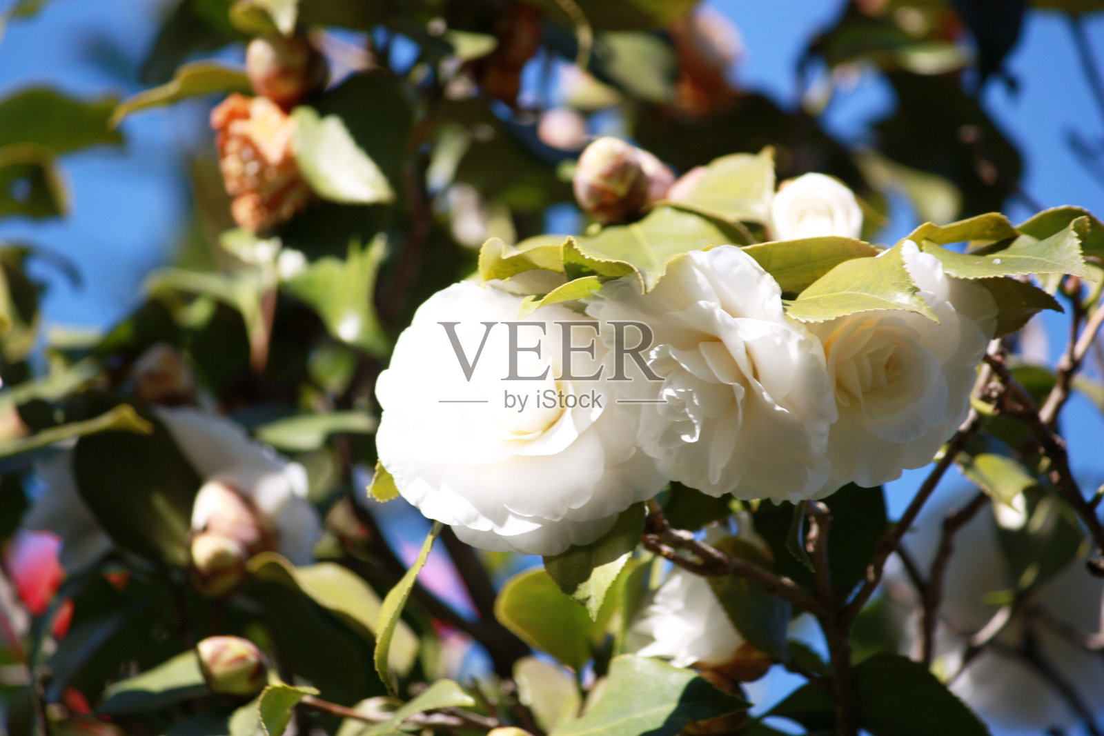 春天的山茶花是白色的花瓣照片摄影图片