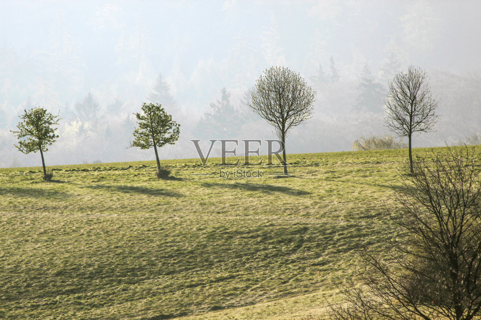 陶努斯山上的春树照片摄影图片