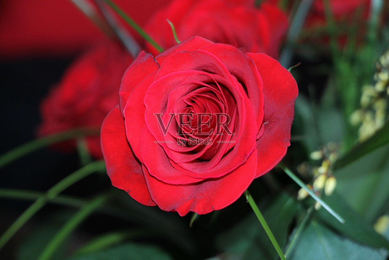 美丽的红玫瑰和绿色的叶子照片摄影图片