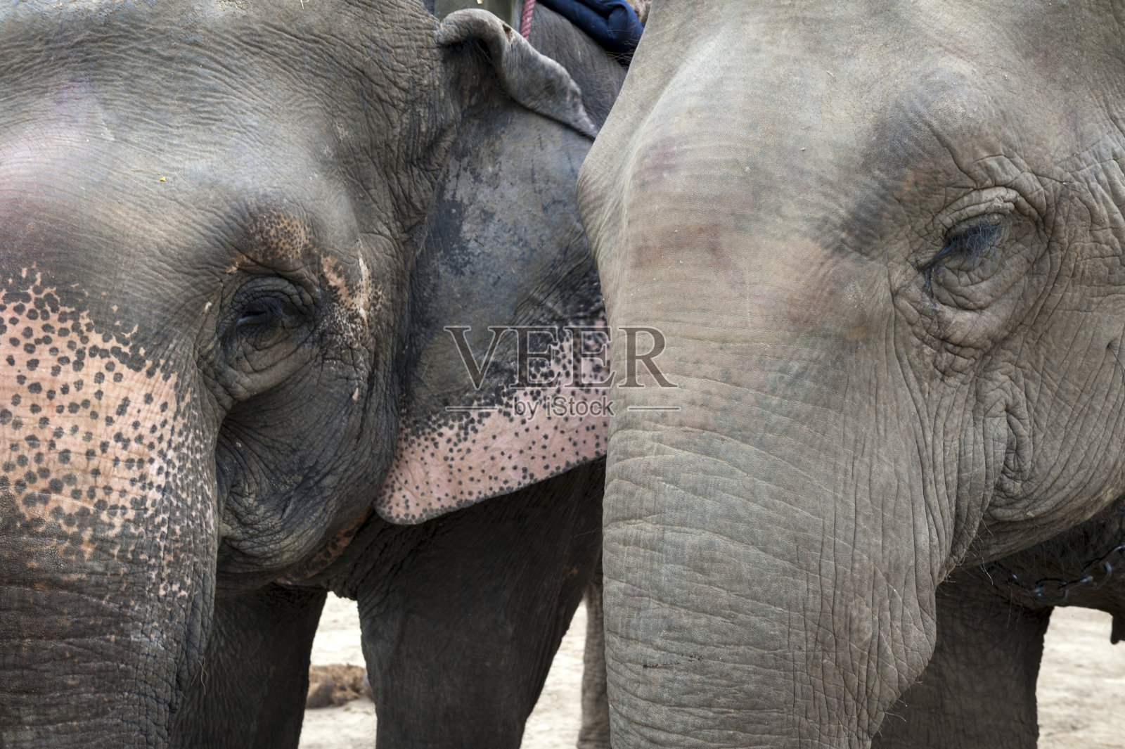 两只亚洲象的特写肖像照片摄影图片
