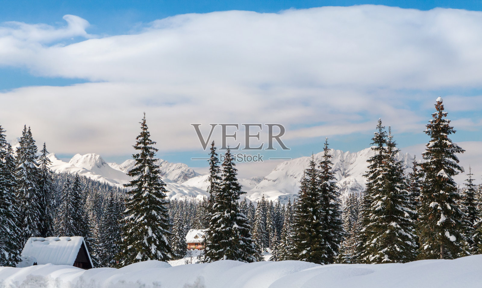 山上的树木被雪覆盖，一派舒适的冬日景象照片摄影图片