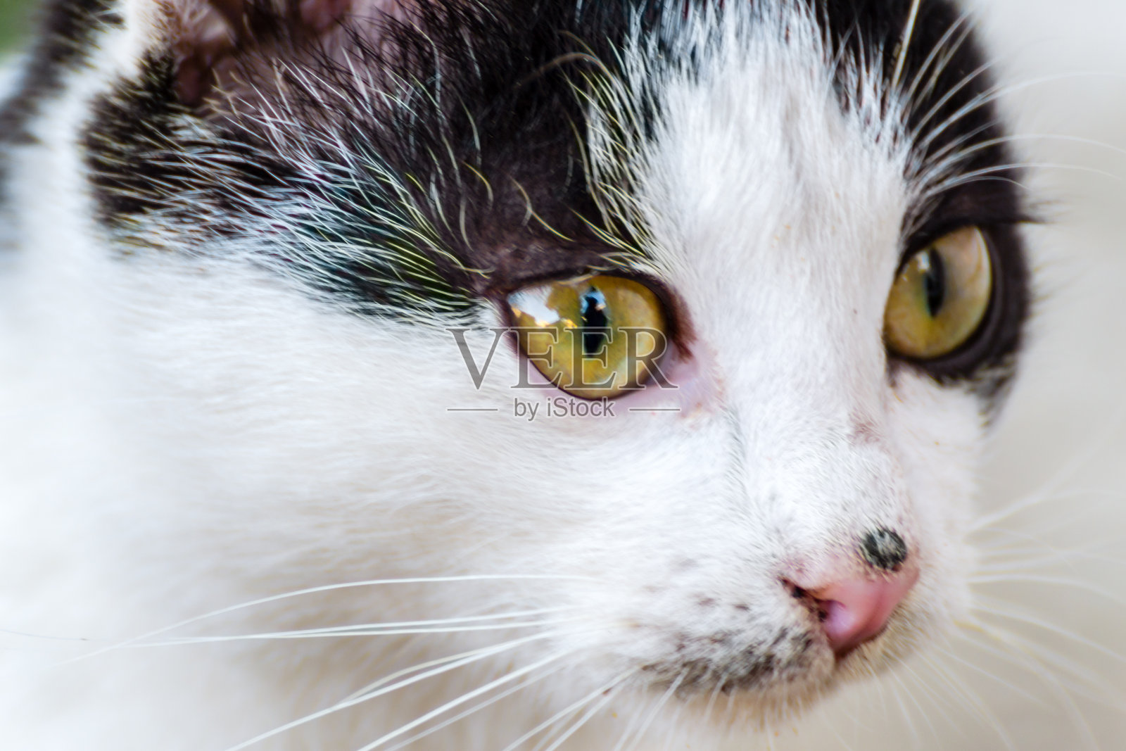 只流浪猫照片摄影图片