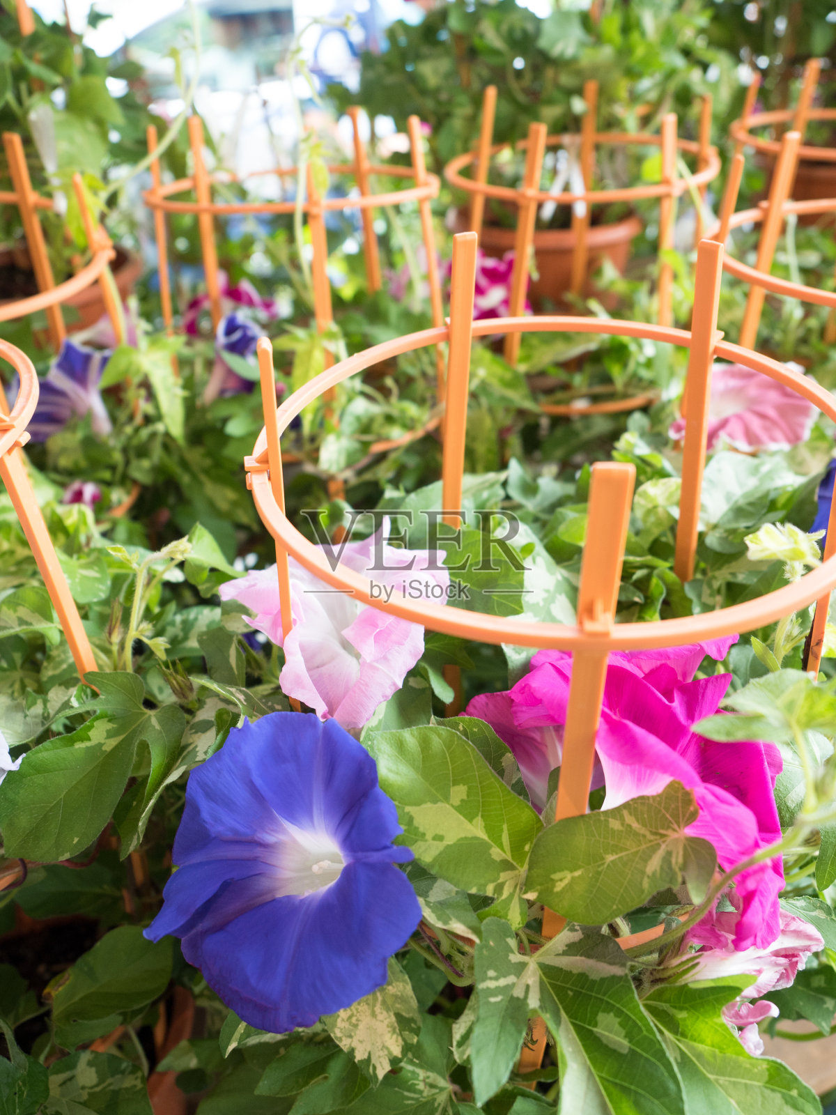 东京Iriya牵牛花节照片摄影图片