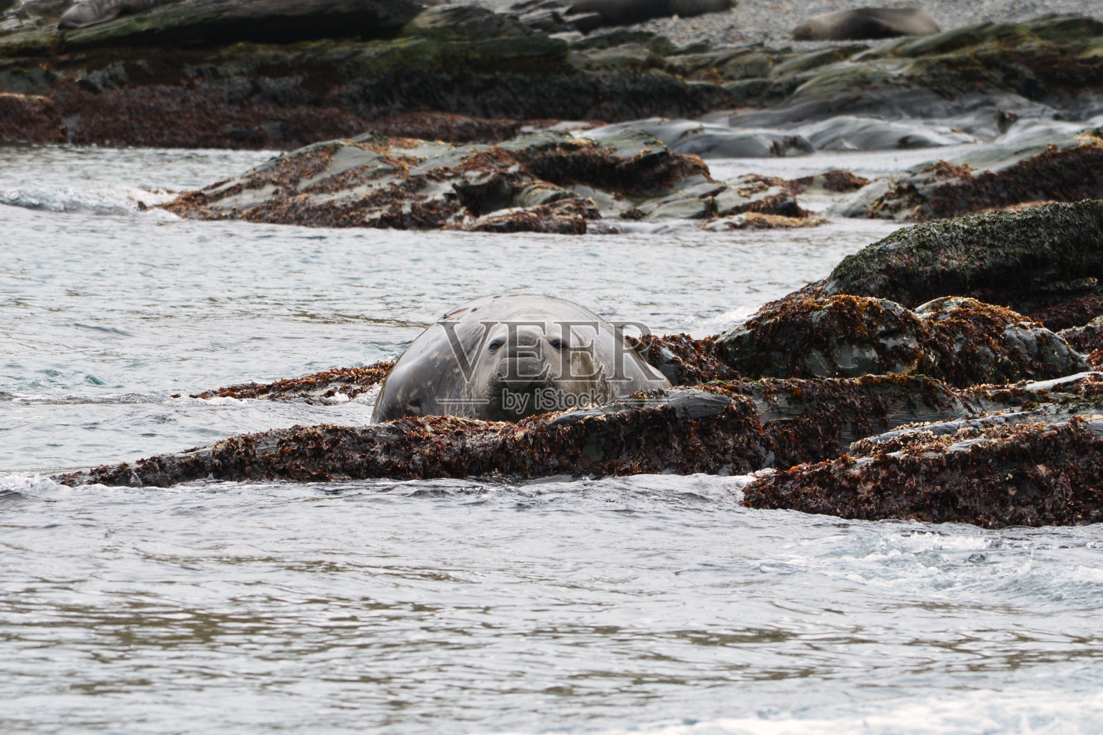 岩石上的雄性海象照片摄影图片