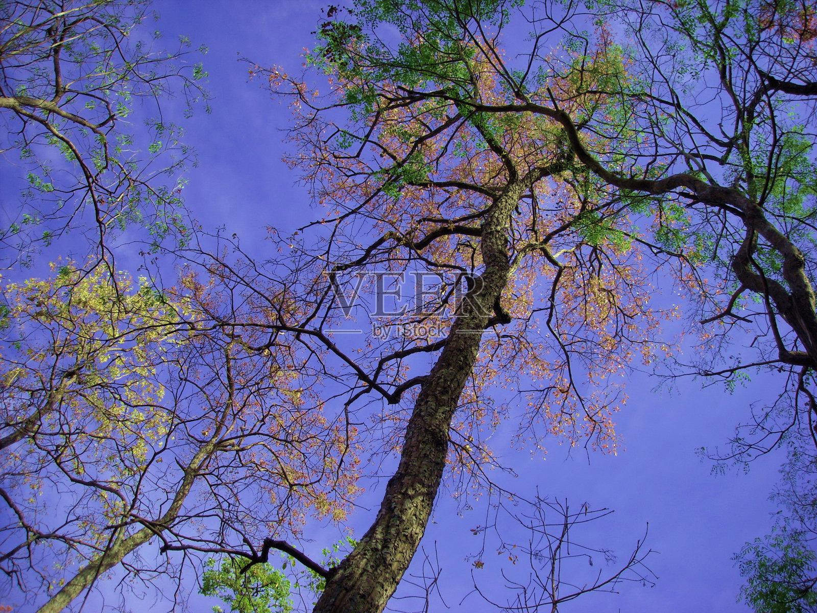 抬头看秋树照片摄影图片