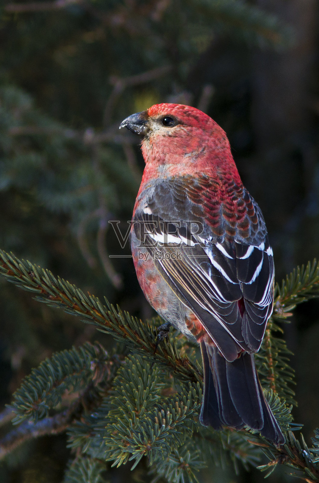 松蜡嘴鸟男照片摄影图片