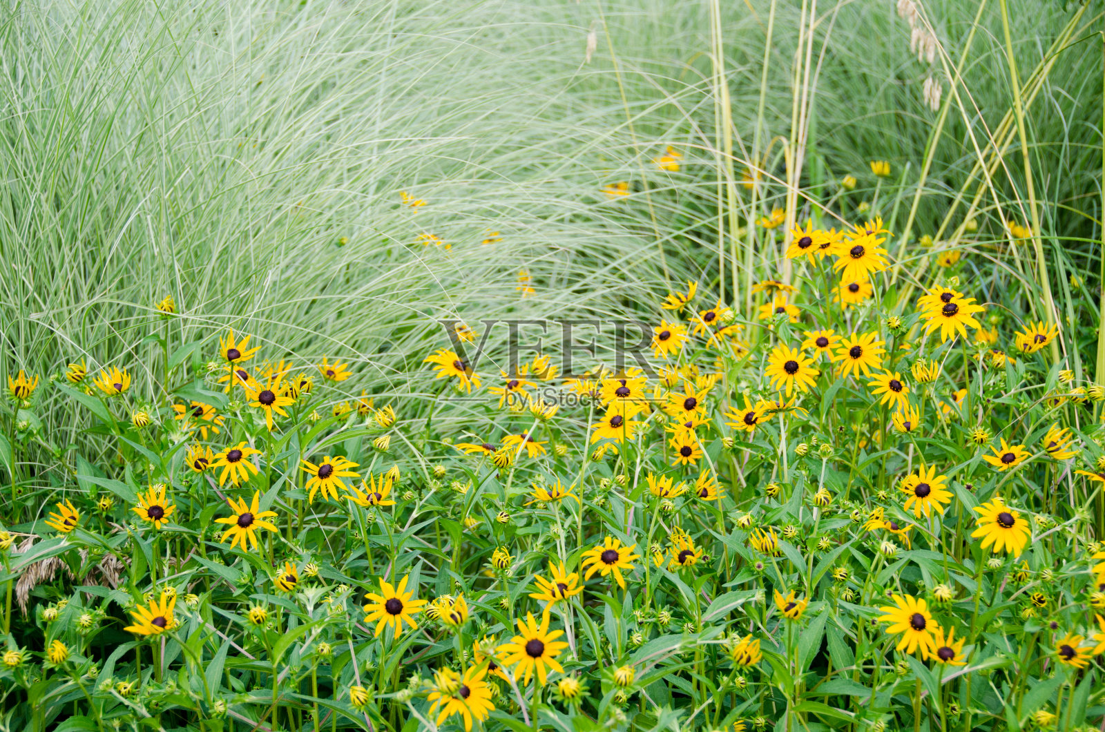 黑眼苏珊和野草照片摄影图片