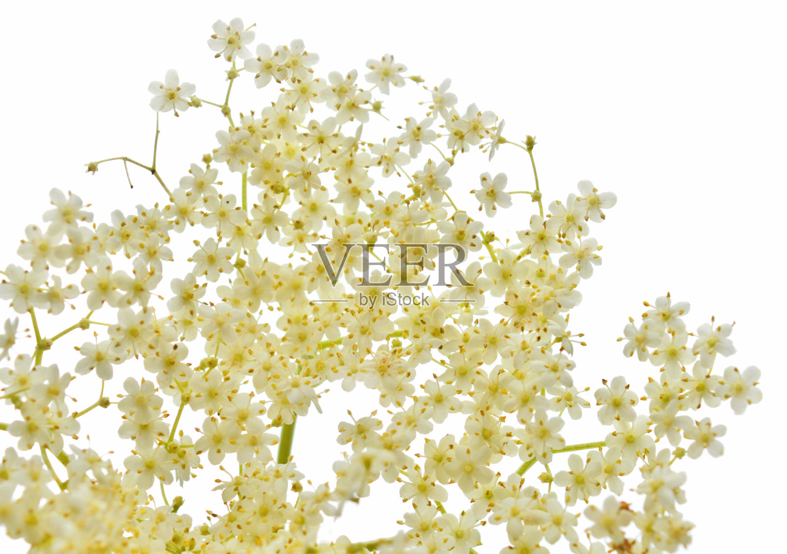 开花长莓照片摄影图片