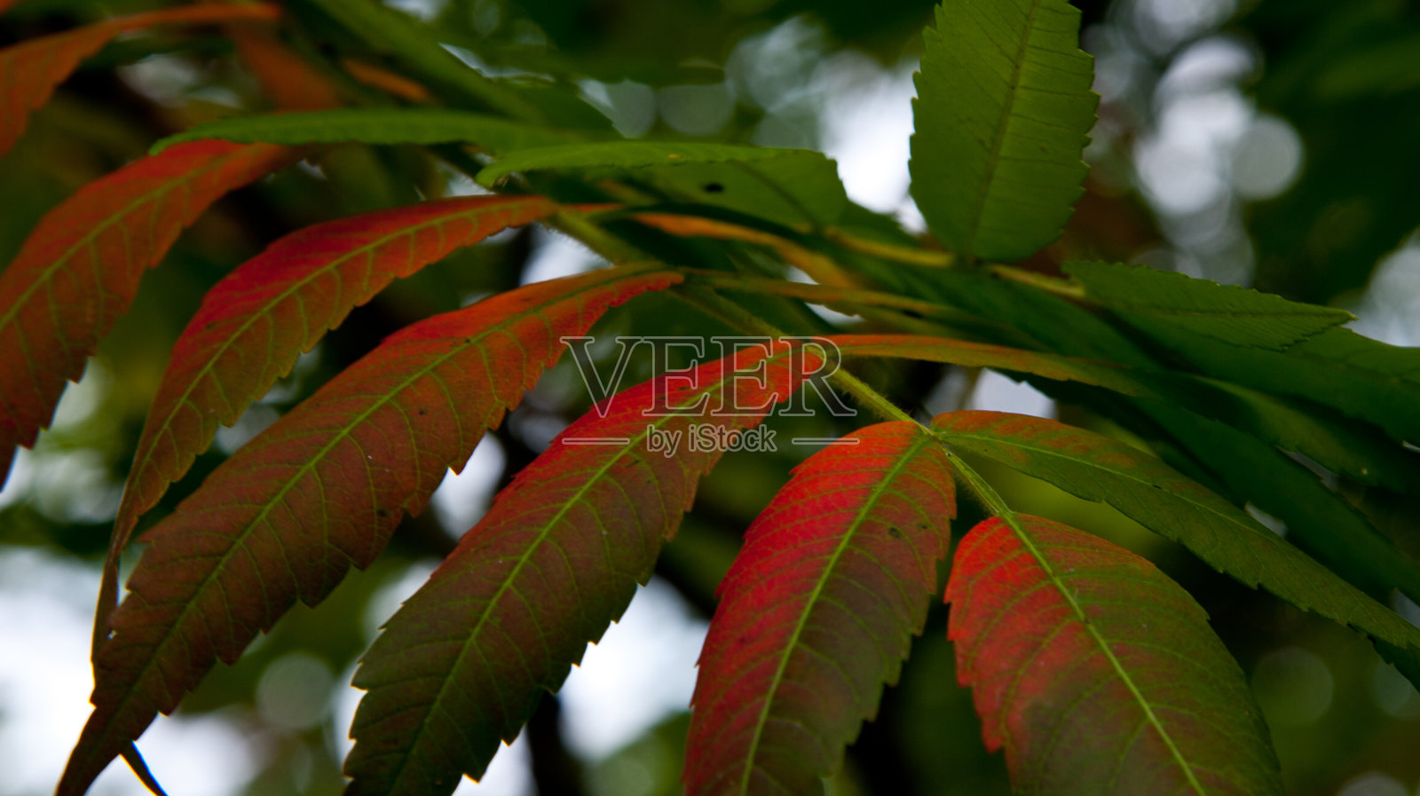 漆树照片摄影图片