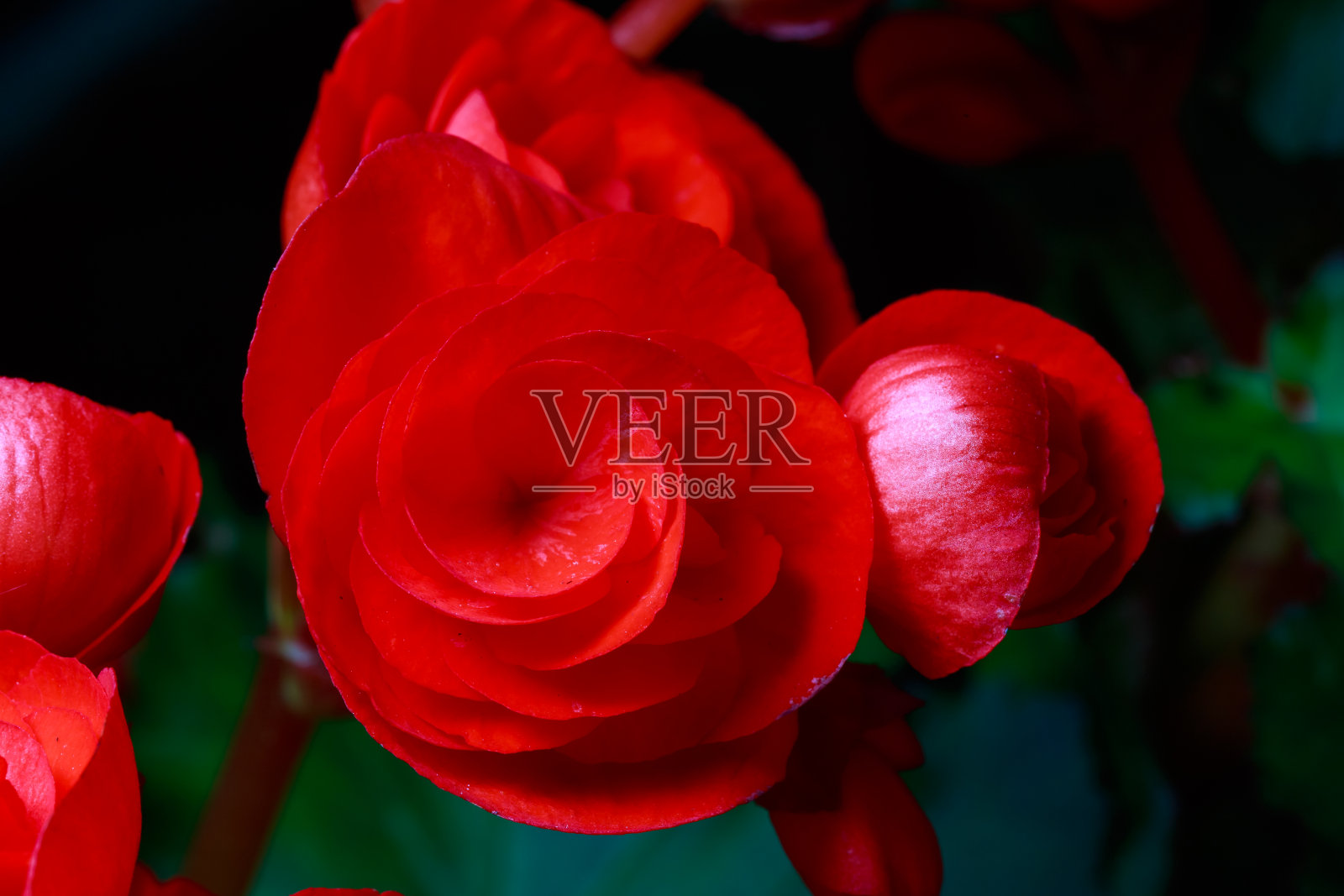 红色的秋海棠花照片摄影图片