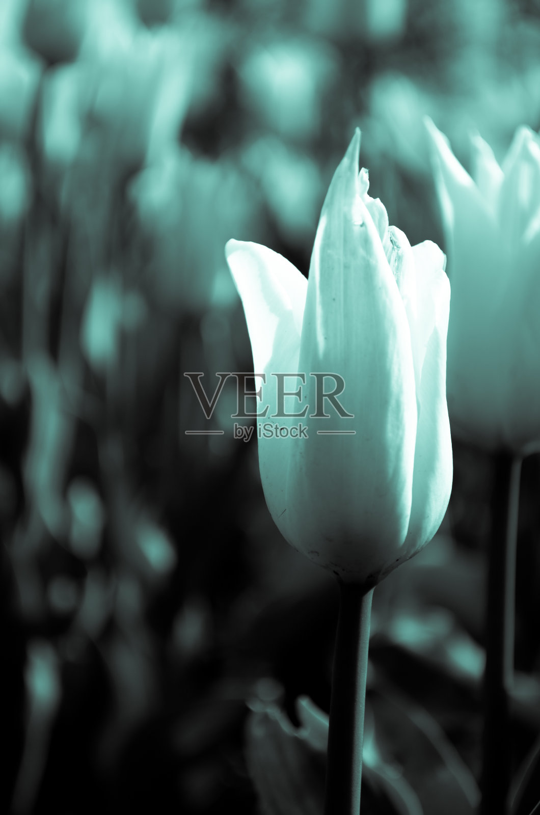 郁金香照片摄影图片