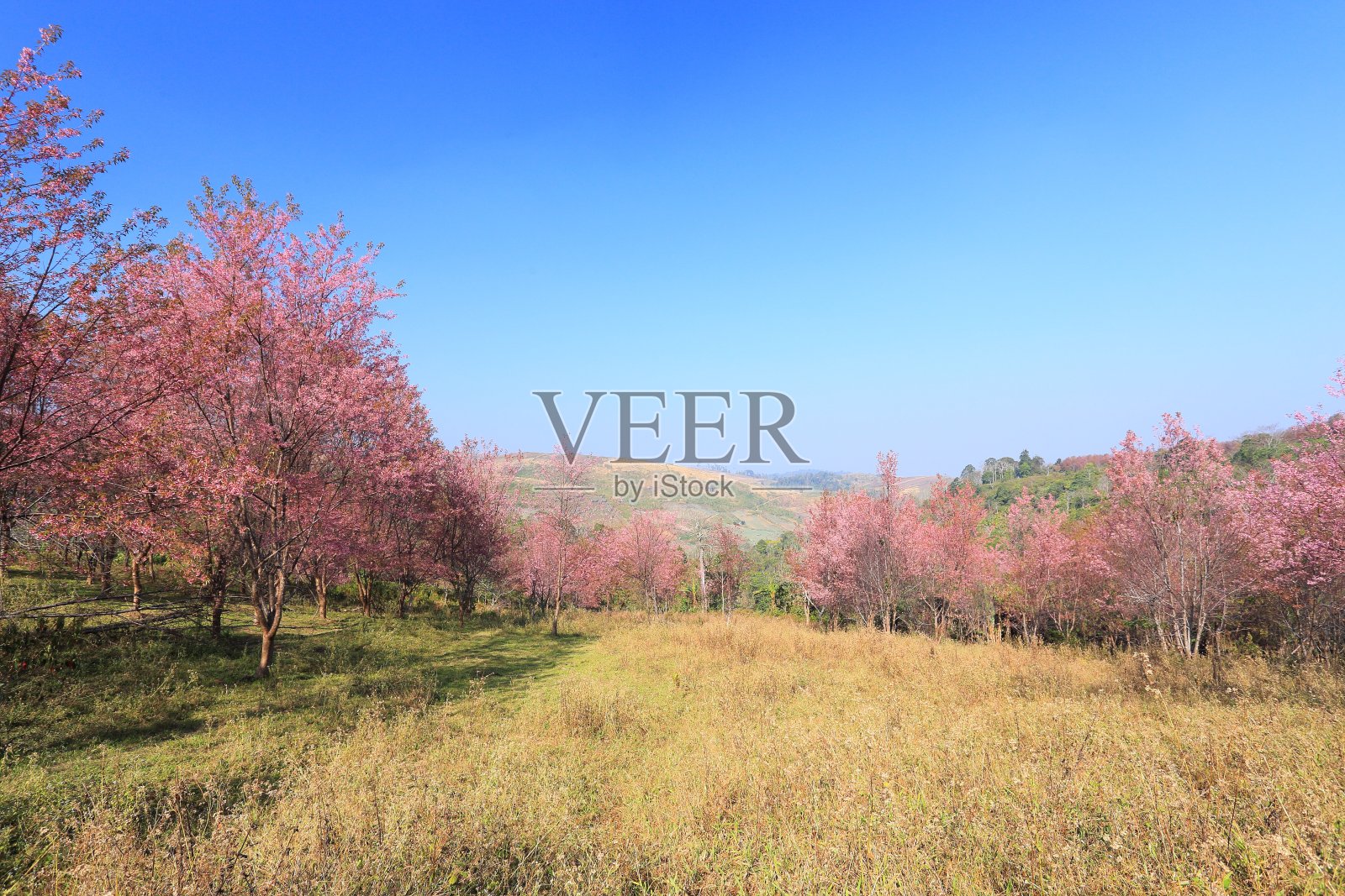 樱花的花照片摄影图片