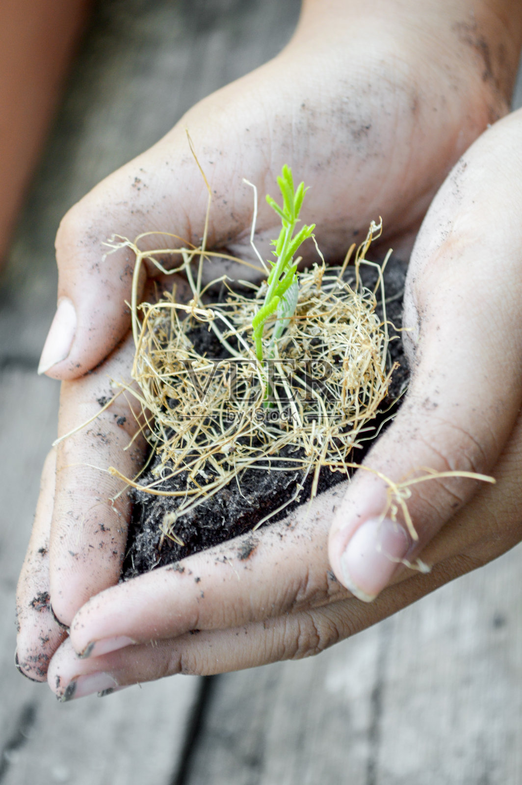 男孩手牵着嫩芽照片摄影图片