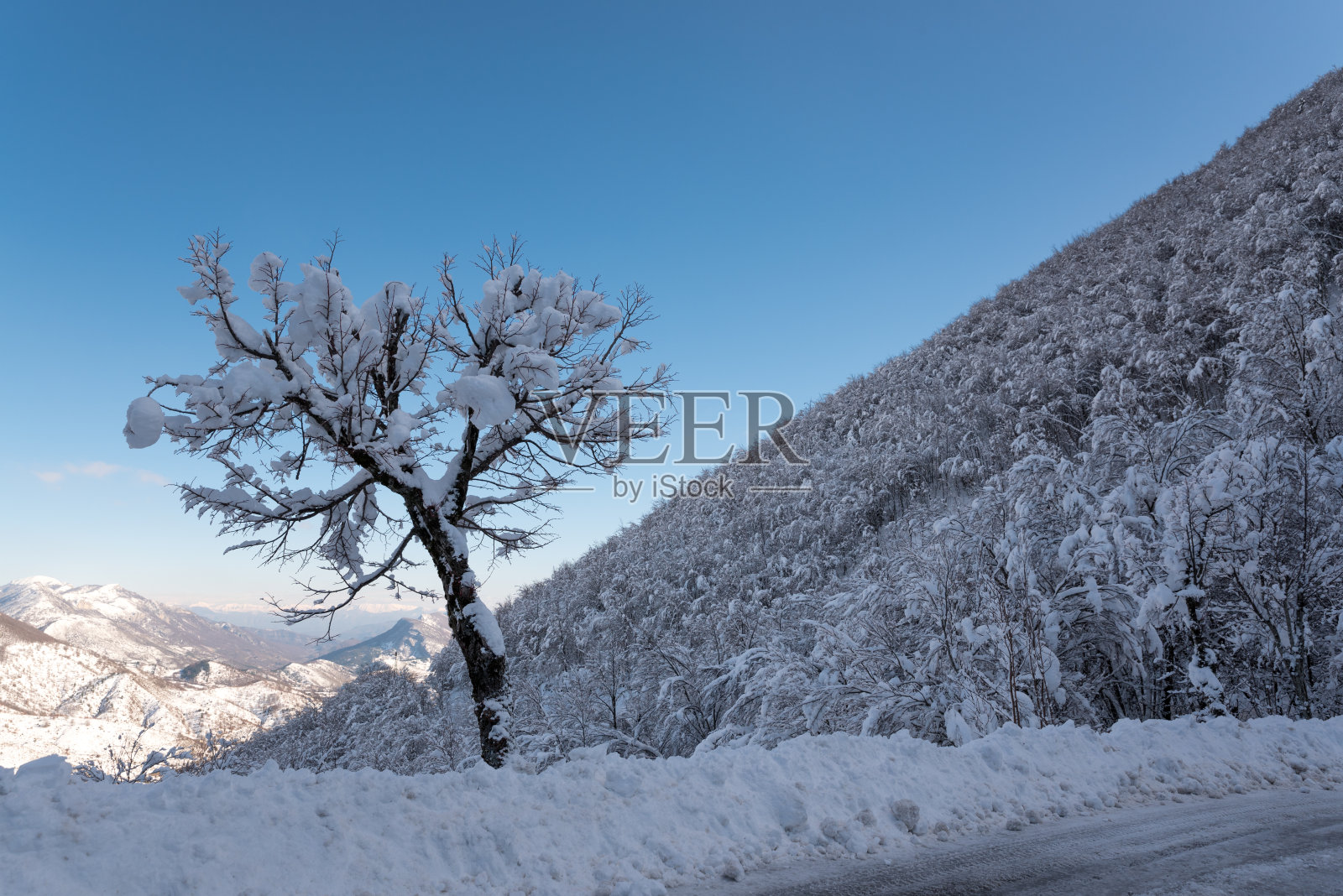 路边积雪下的树照片摄影图片