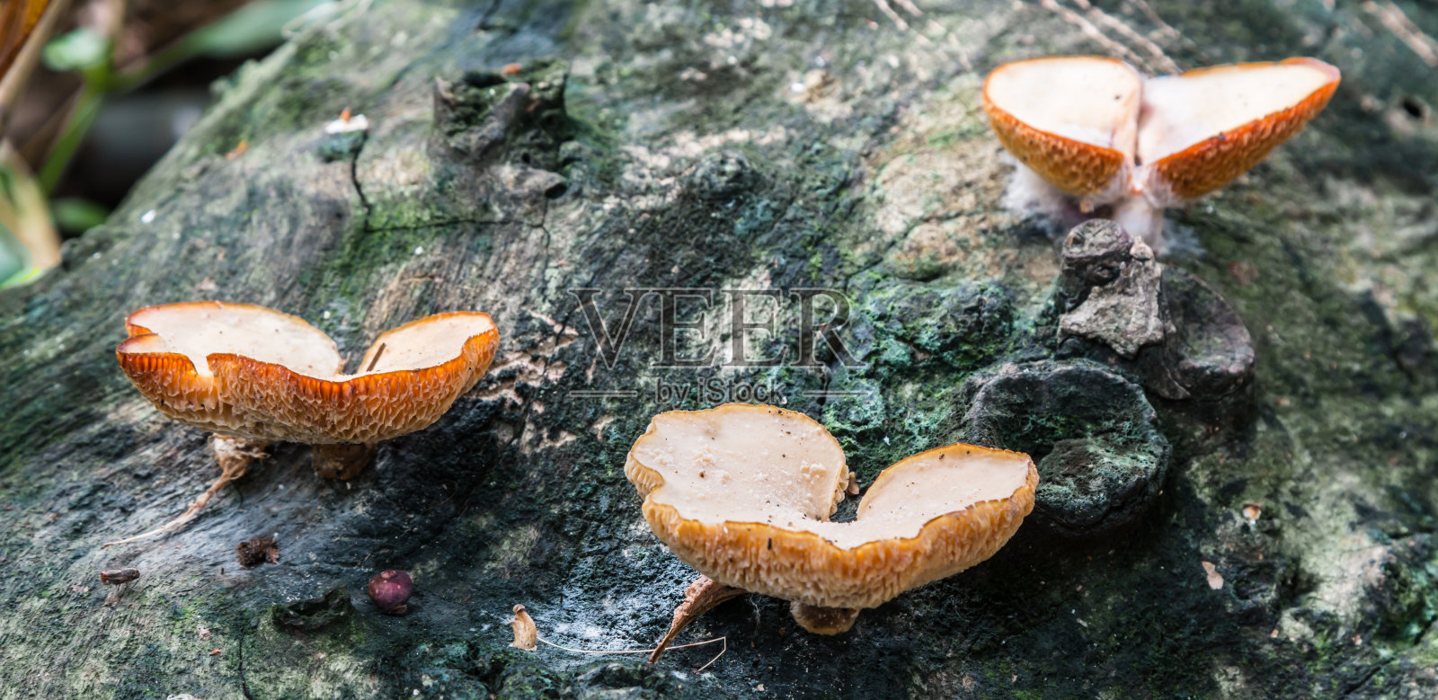 蘑菇照片摄影图片