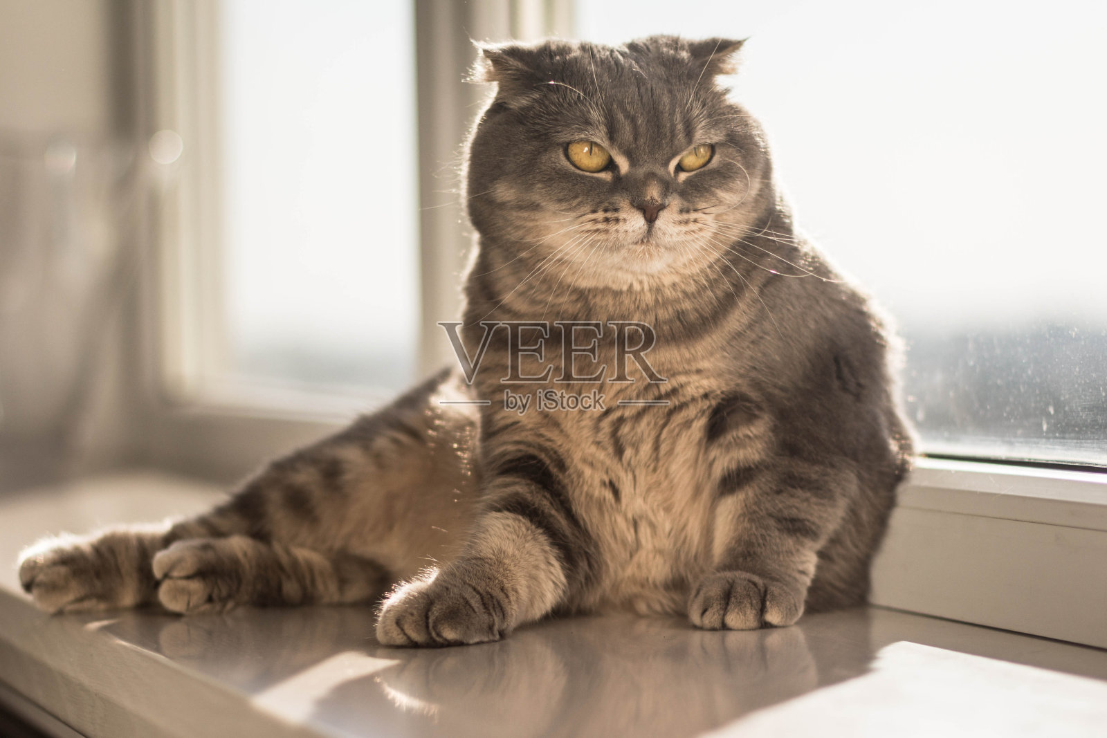 可爱的苏格兰折叠猫照片摄影图片