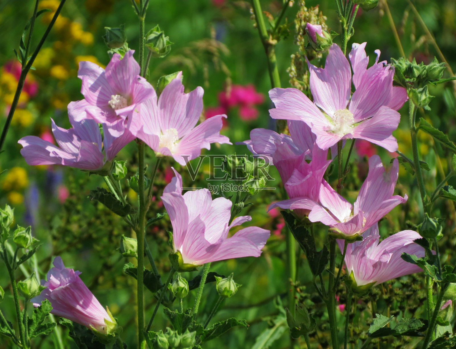 草原的夏天照片摄影图片