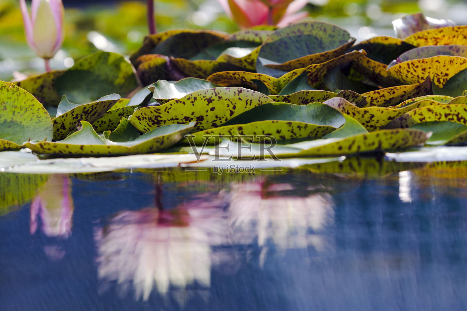 大自然抽象的背景，荷花与叶子的倒影。照片摄影图片