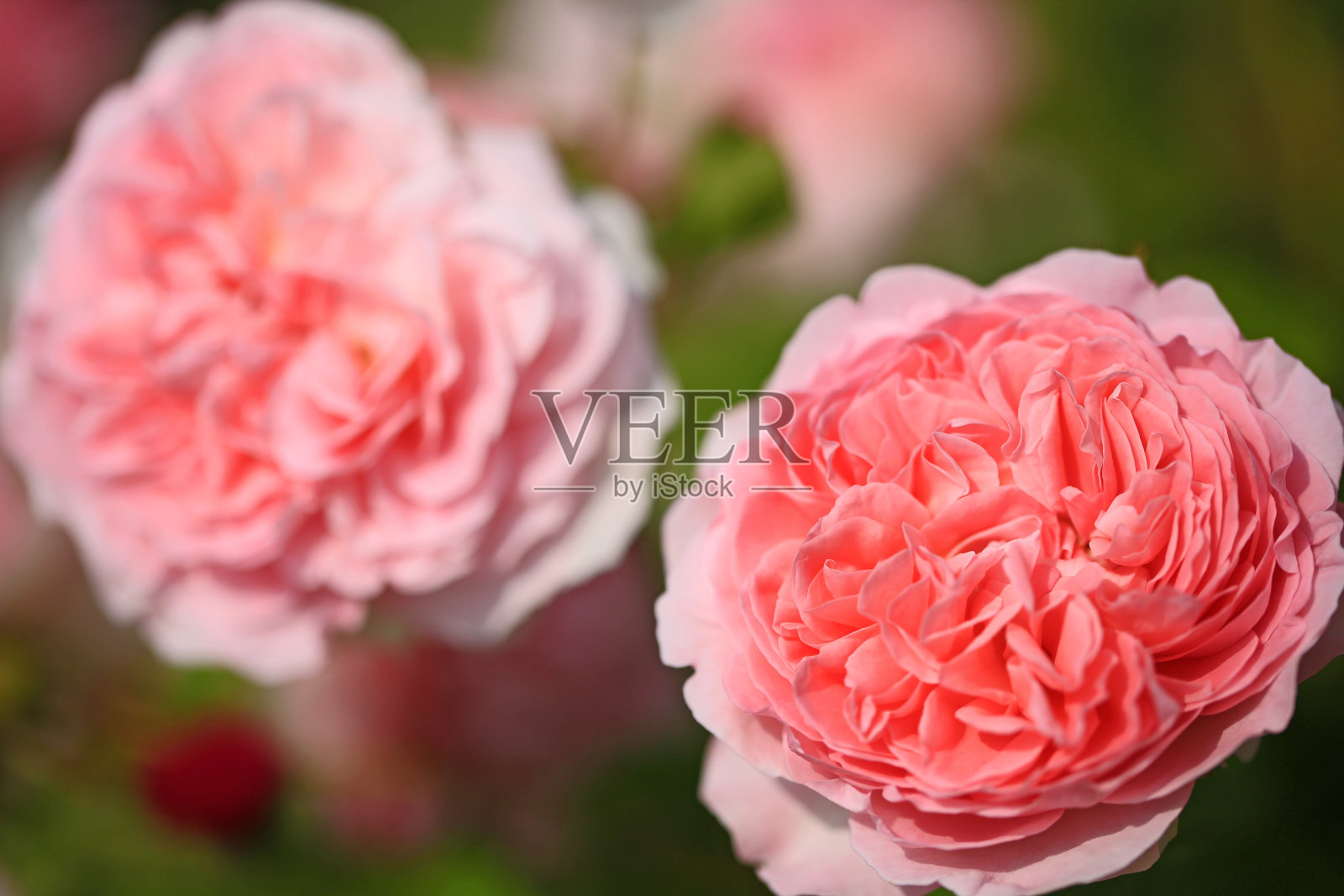 美丽的玫瑰照片摄影图片