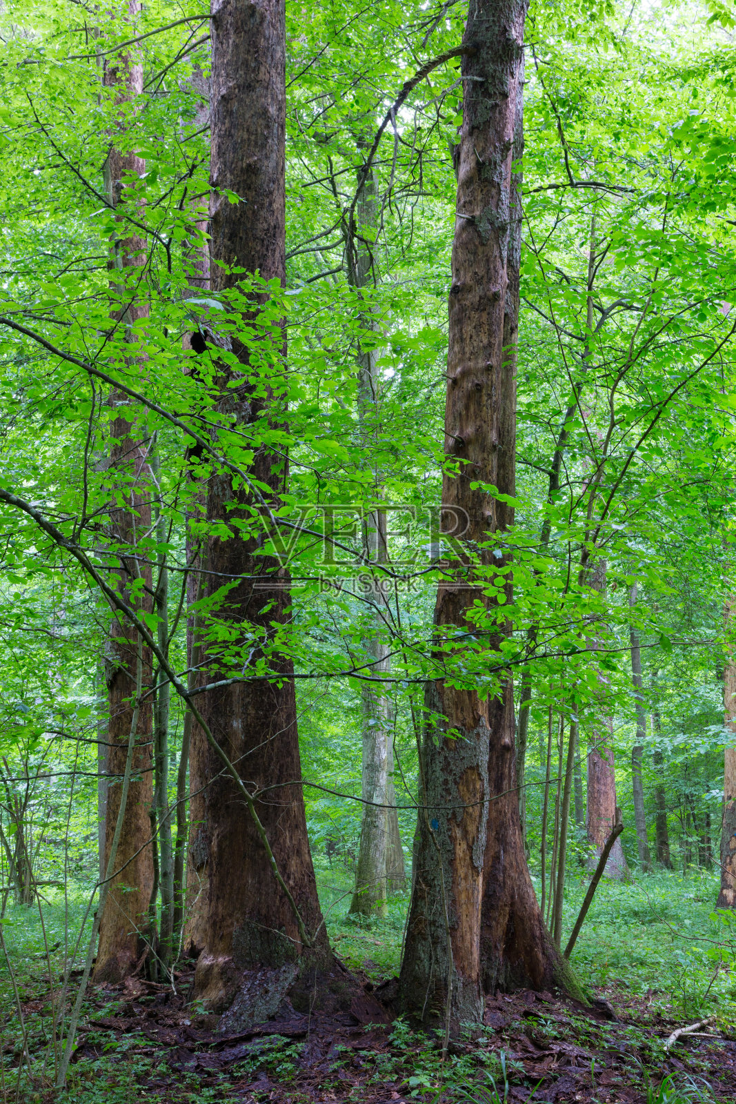 落叶树中树皮较少的云杉照片摄影图片