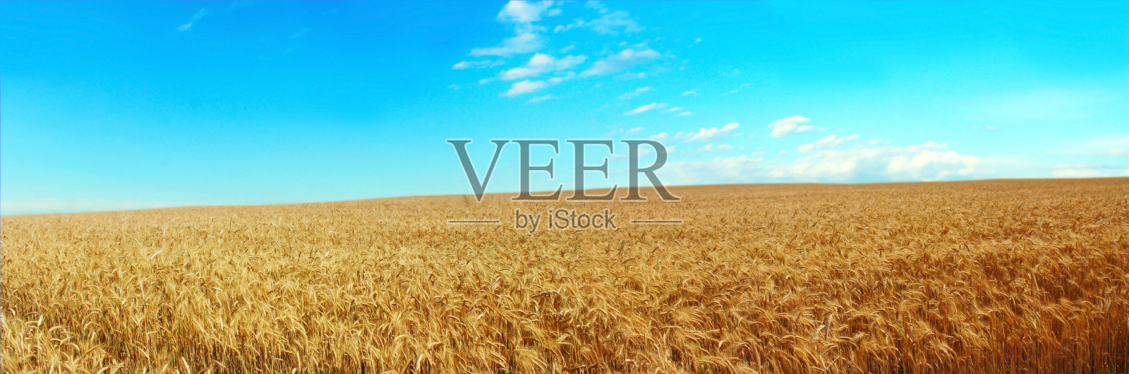 蓝天背景下的麦田。照片摄影图片