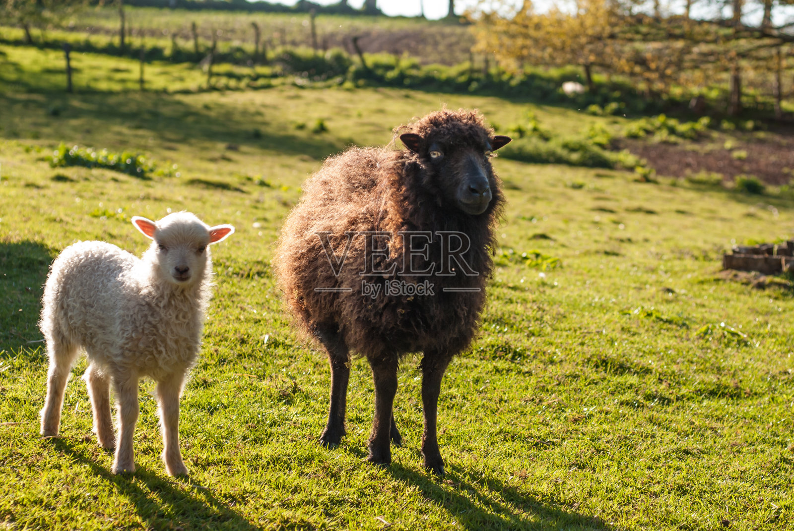 羊的Ouessant照片摄影图片
