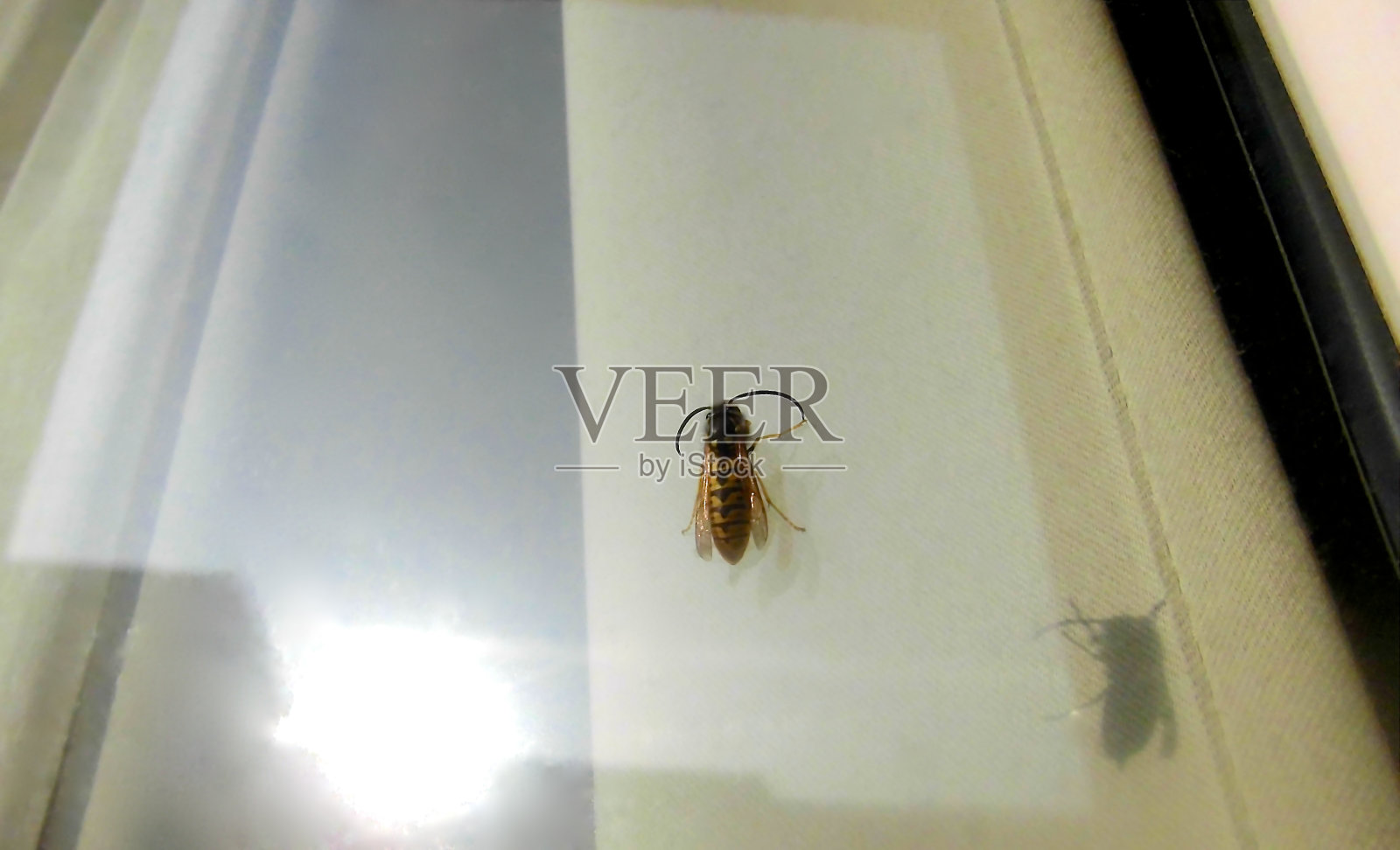 蜜蜂在窗口照片摄影图片