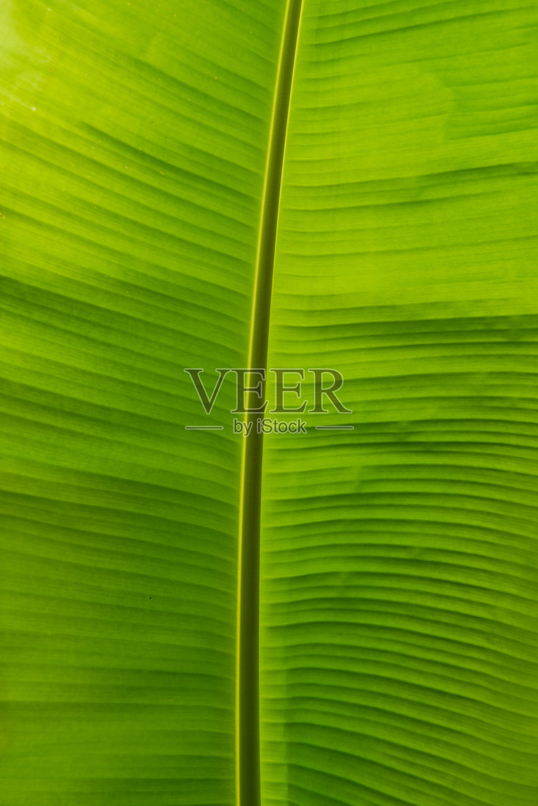 香蕉叶子照片摄影图片