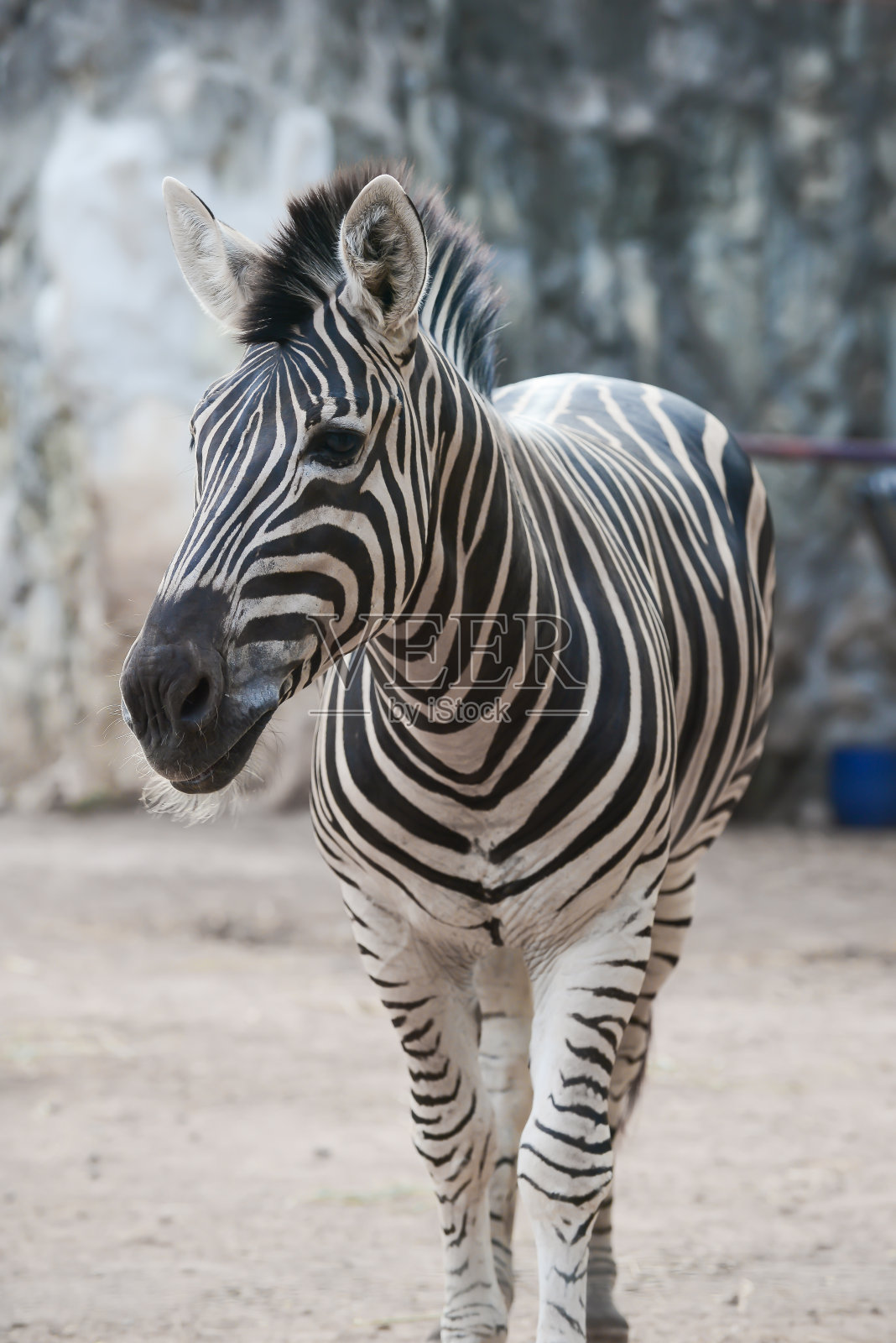 斑马照片摄影图片