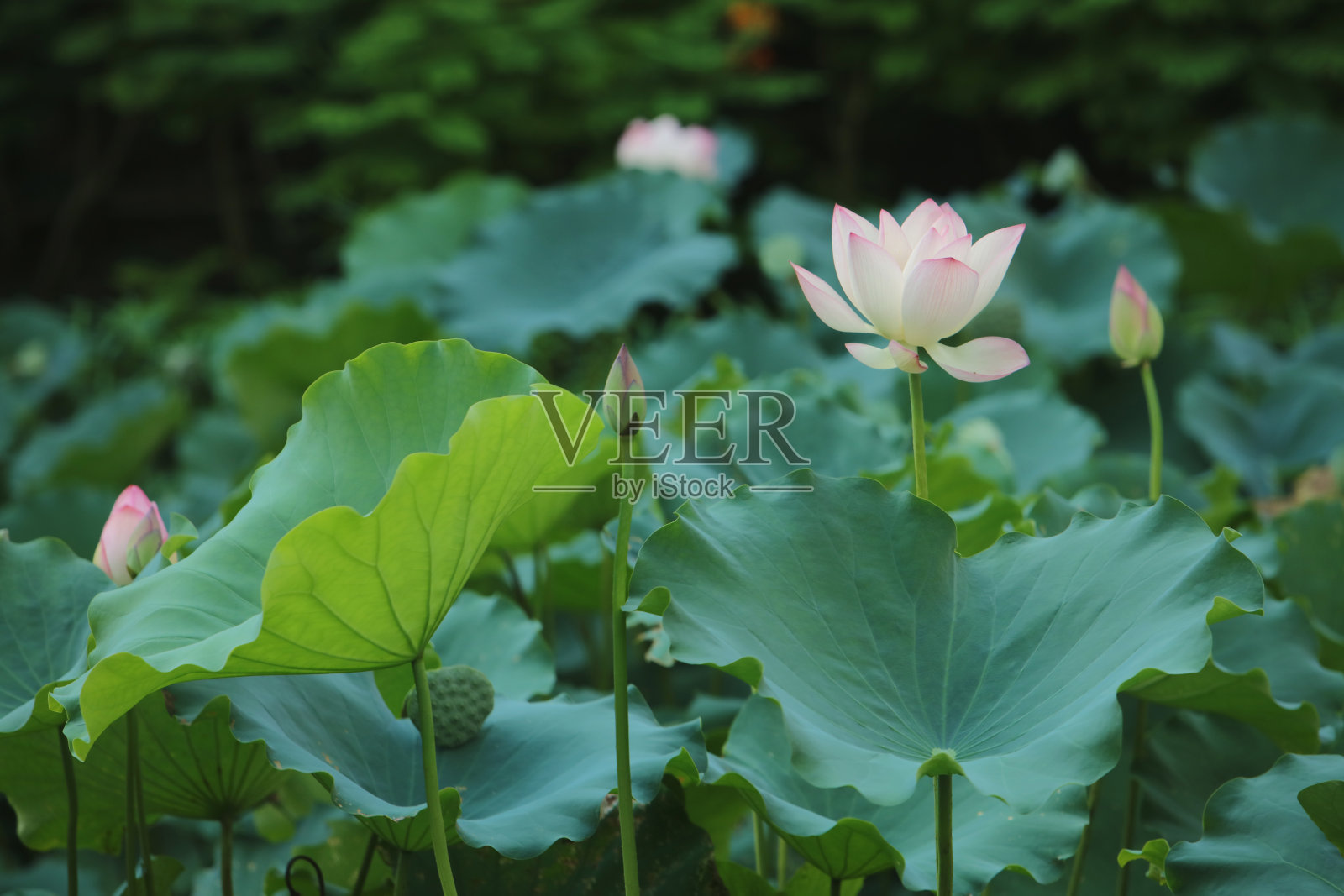 选择性聚焦池中粉白荷花，照片摄影图片