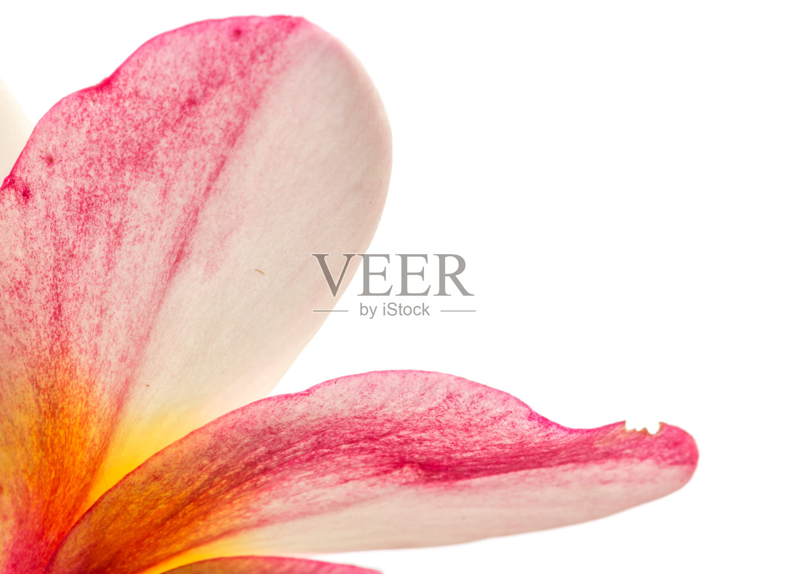 特写美丽的粉色九重葛花瓣照片摄影图片