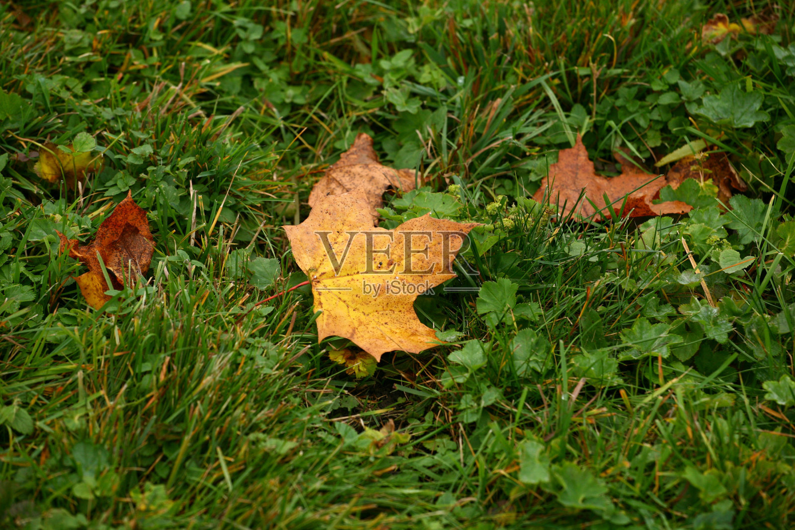 橡树的叶子。秋天。草照片摄影图片