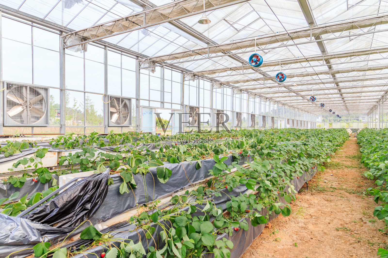 温室照片摄影图片