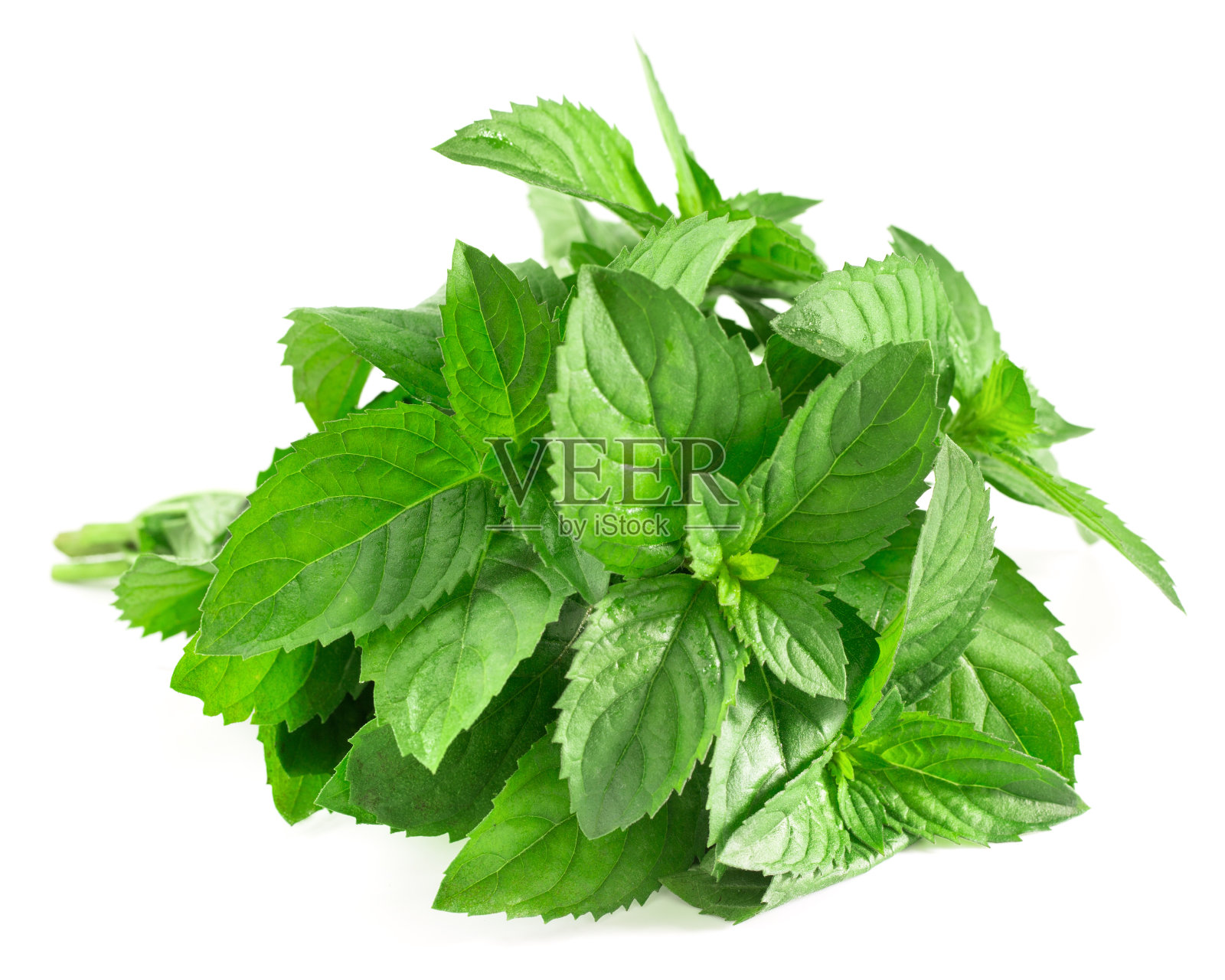 薄荷照片摄影图片