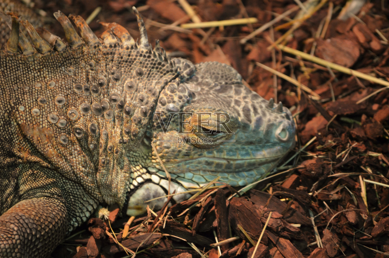 鬣蜥照片摄影图片