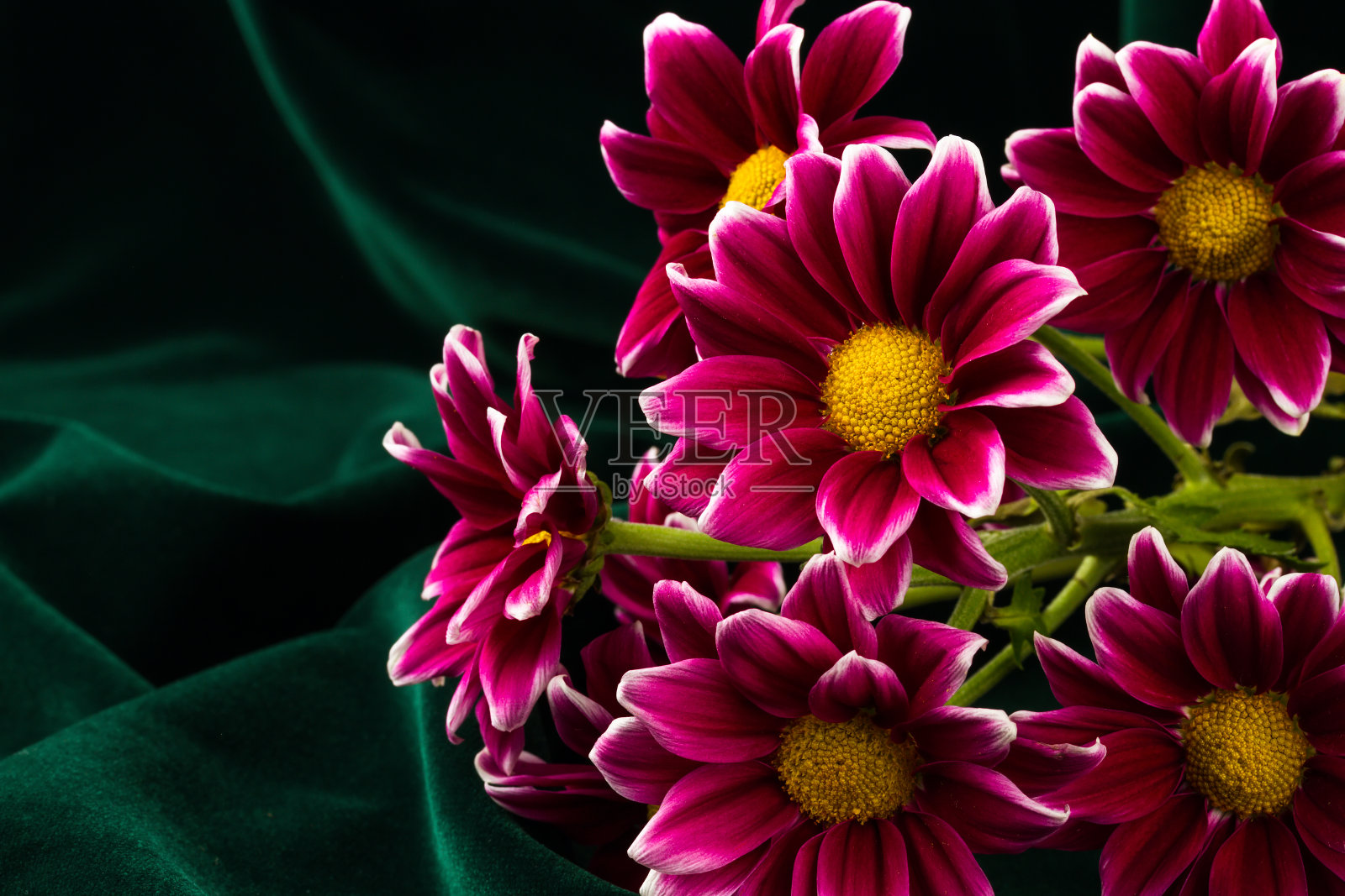 红色的菊花照片摄影图片