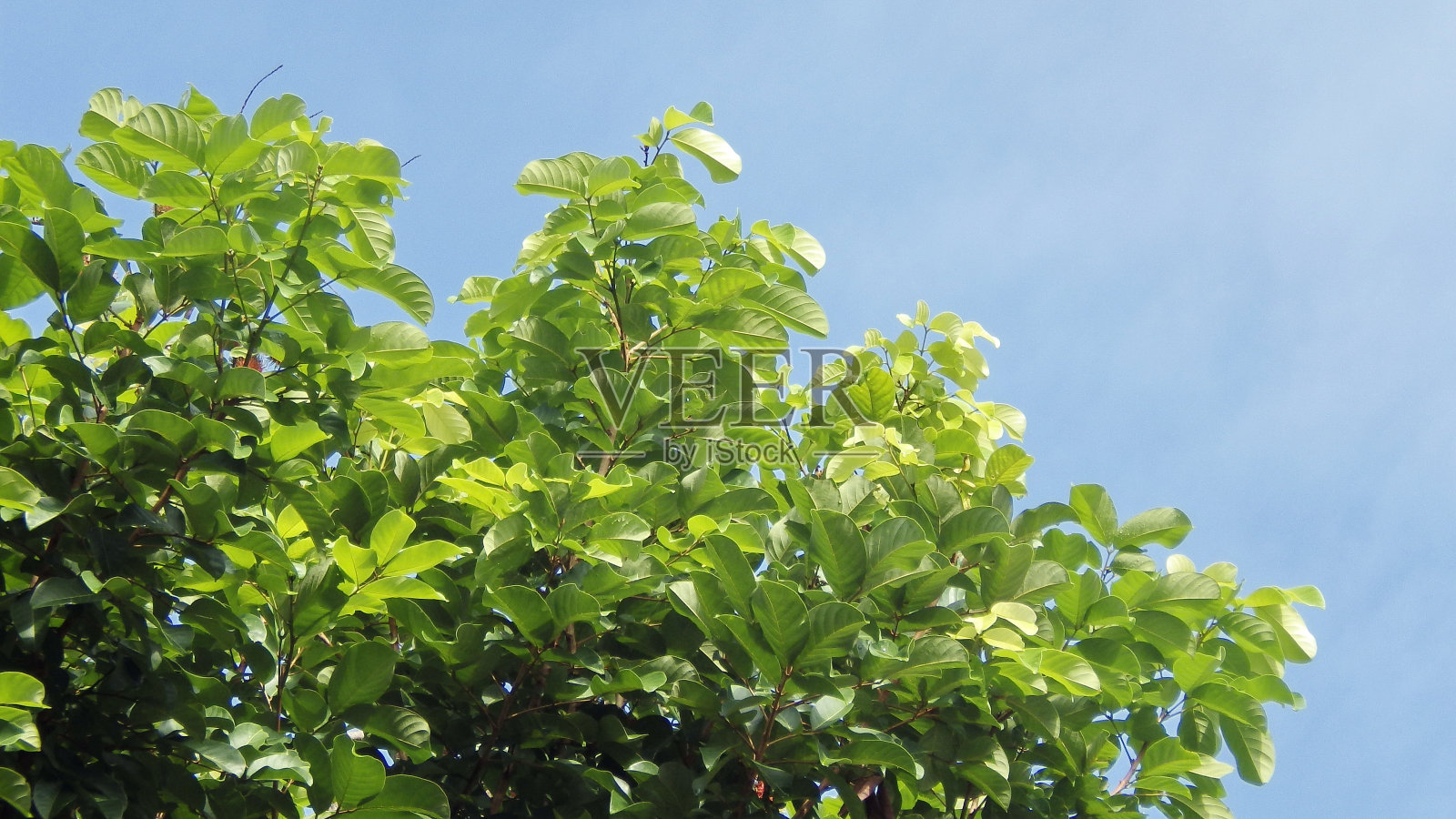 红毛丹树照片摄影图片