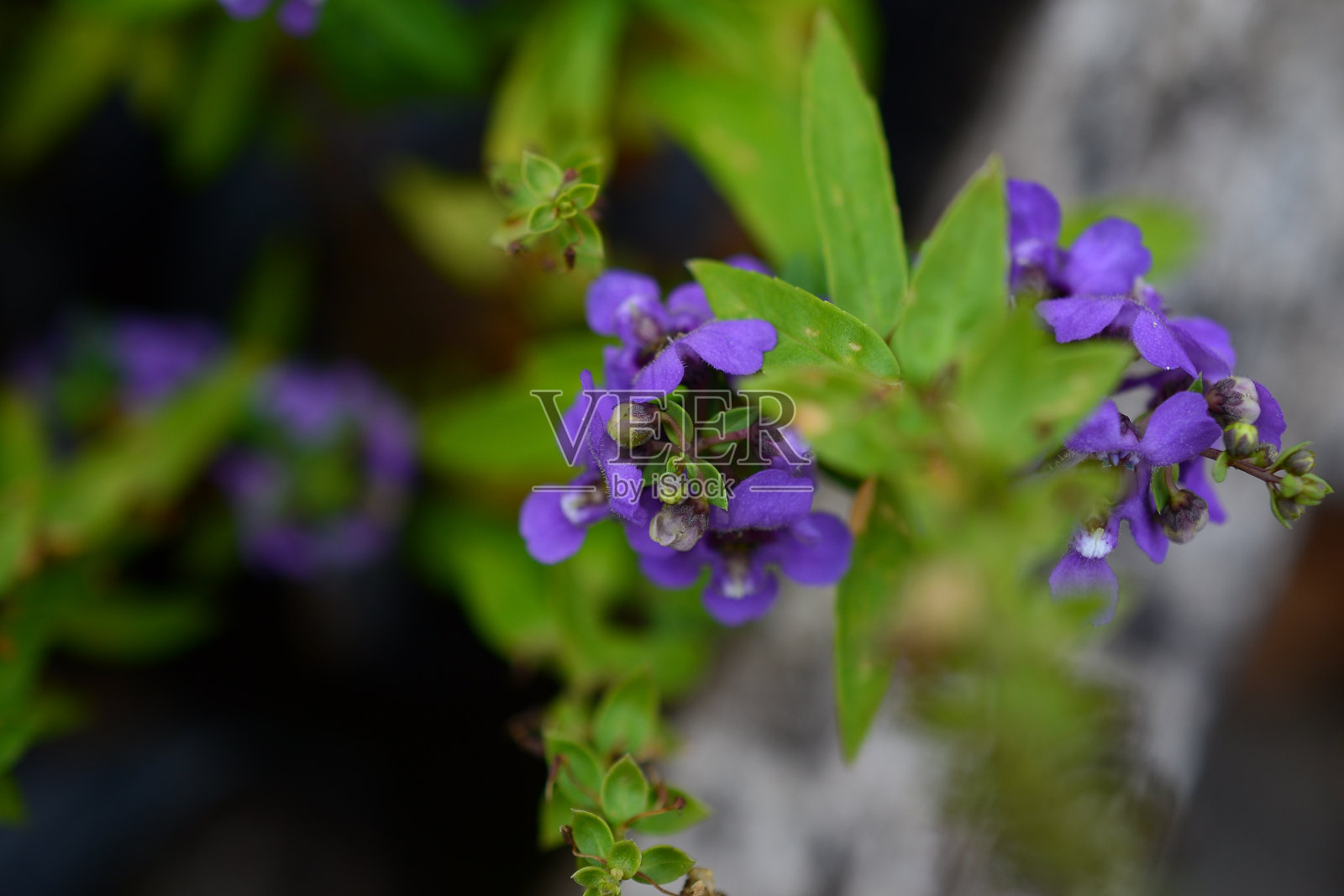 微距摄影照片摄影图片