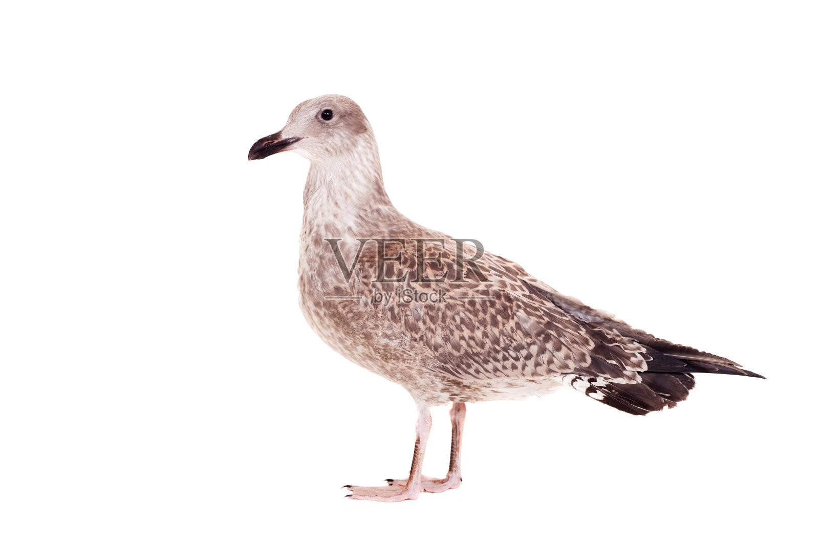 欧洲银鸥，4个月，白色照片摄影图片