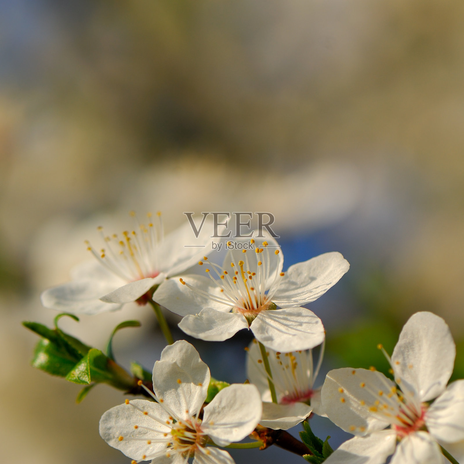 花照片摄影图片