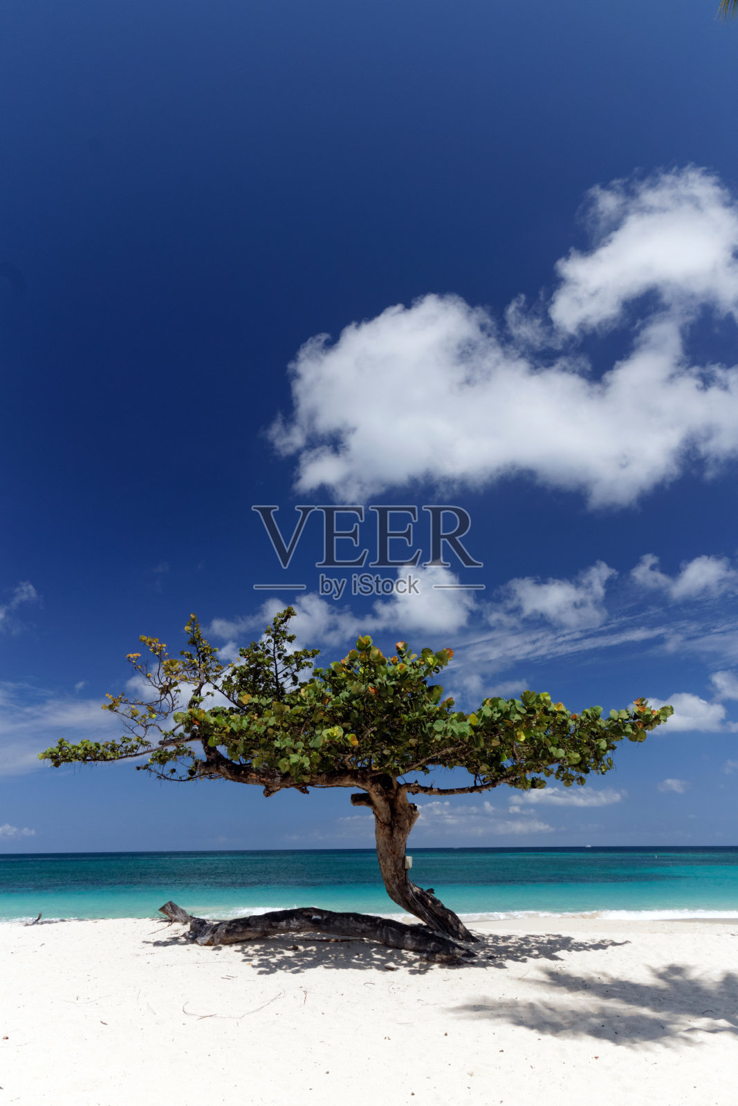 海滩上树照片摄影图片