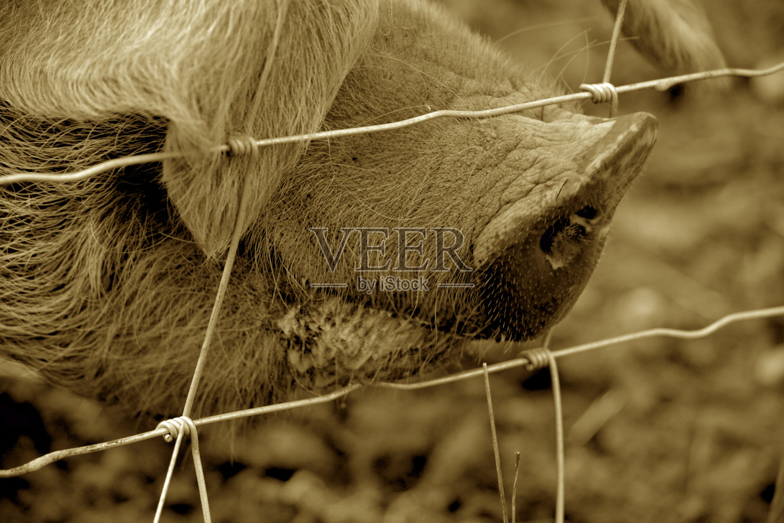 猪的特写照片摄影图片