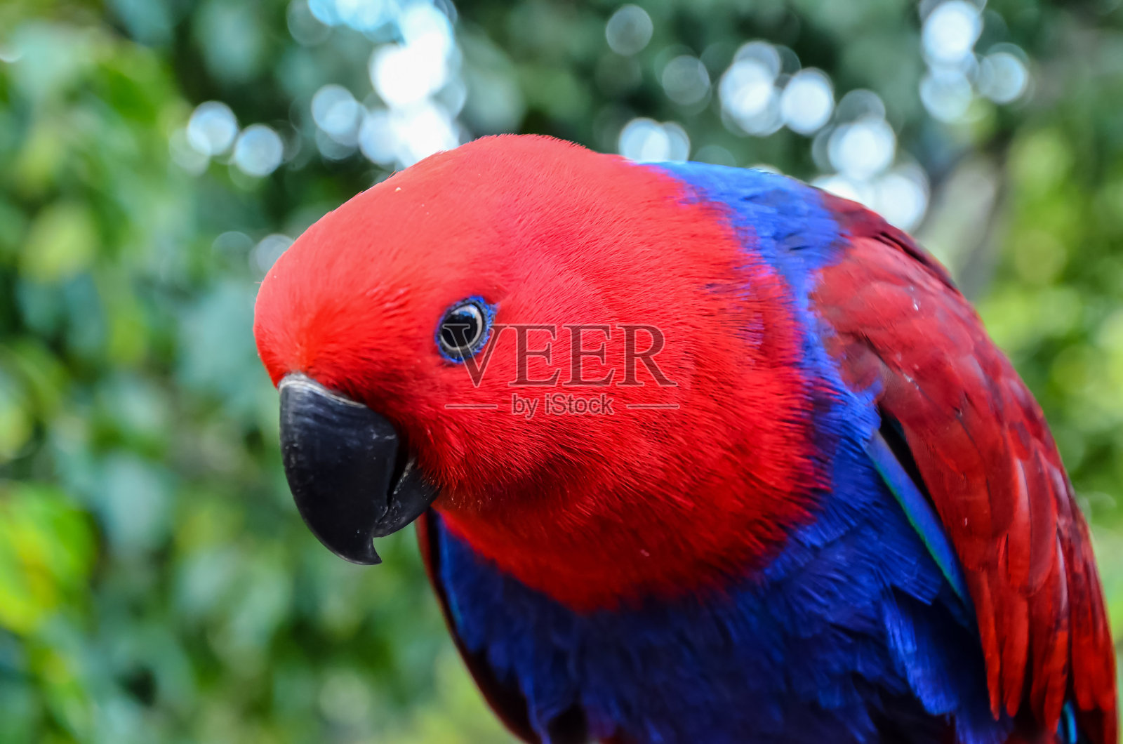 鹦鹉热带鸟照片摄影图片