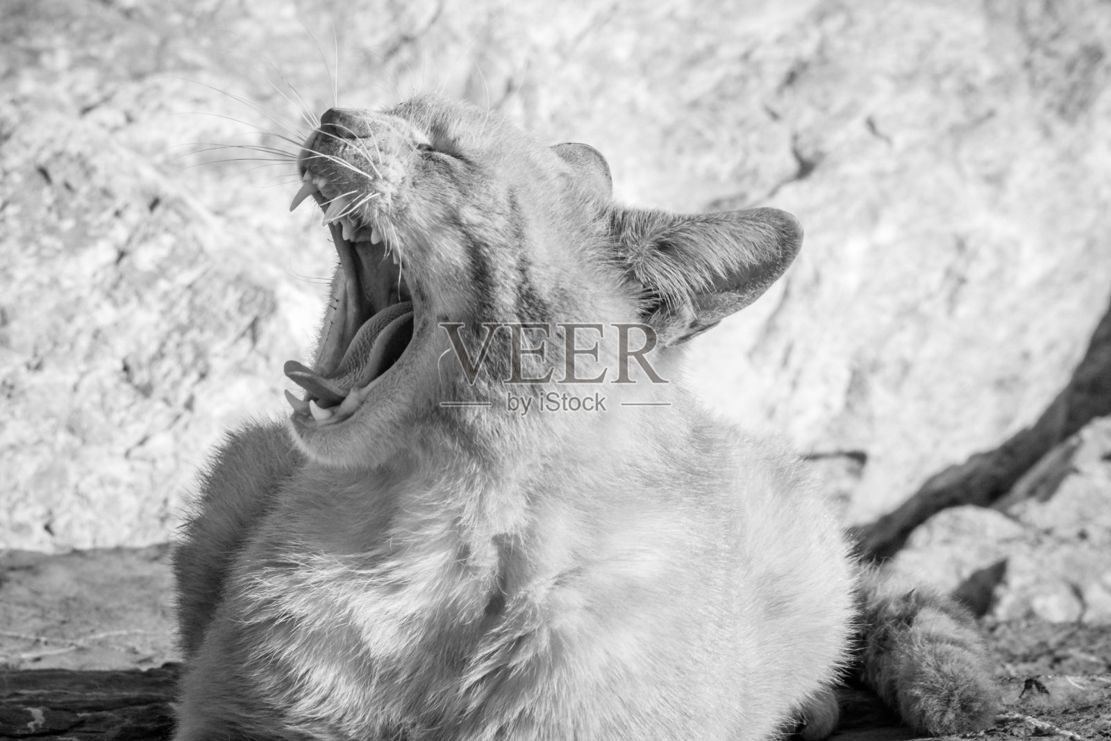 黑白相间的打哈欠猫照片摄影图片