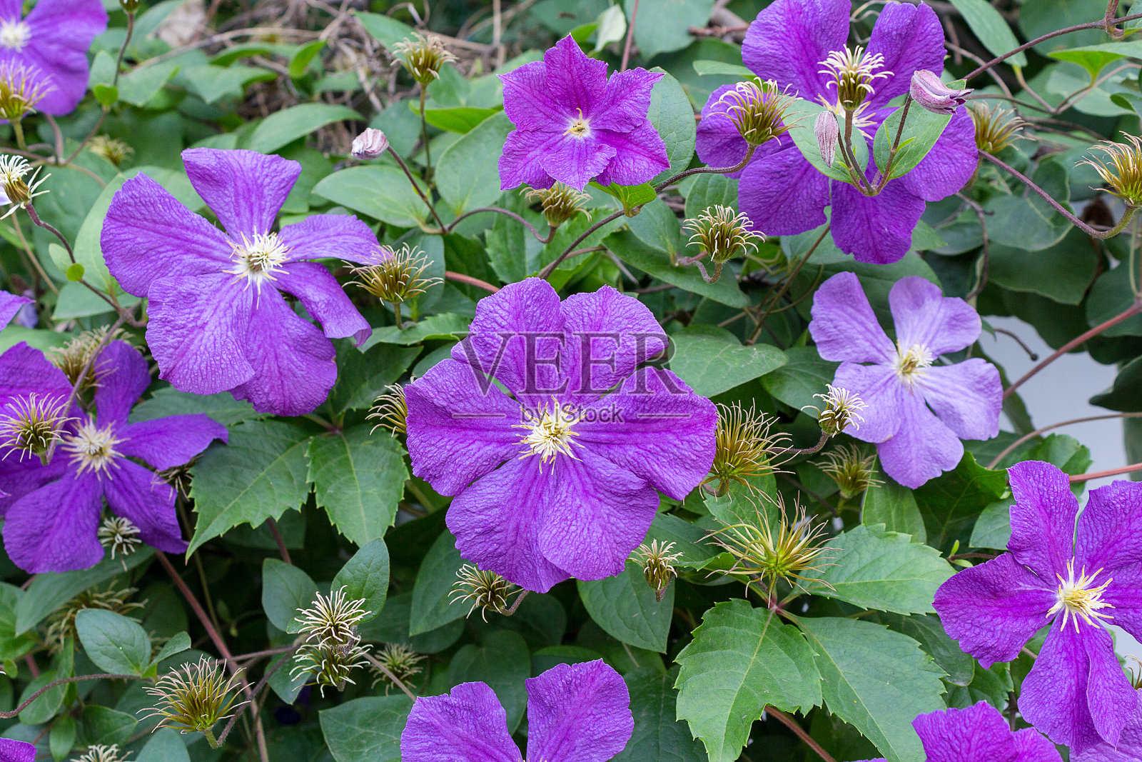 紫色铁线莲做成的篱笆。花园和鲜花照片摄影图片