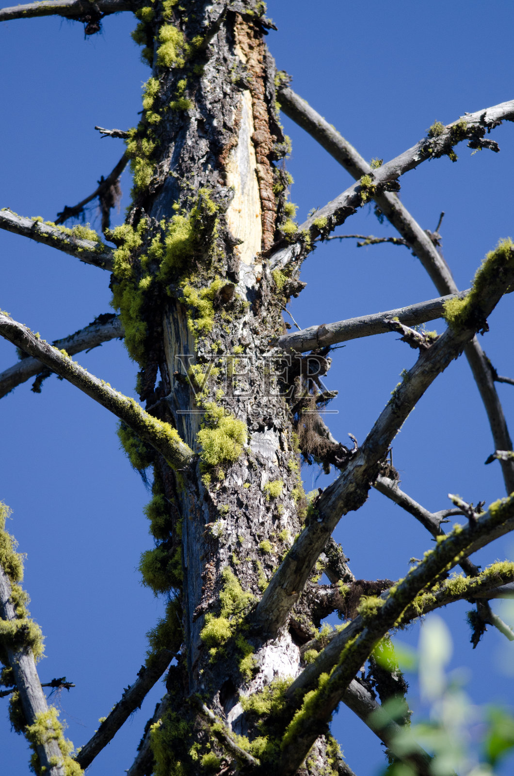 一棵枯死的老松树上长着苔藓照片摄影图片